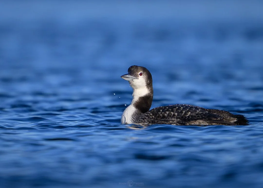 Too much green in my feed lately so let's go with blue today. Common Loon sporting its winter plumage. Drops of water fall from its beak after surfacing from a dive in a small inlet off the Atlantic Ocean. March 2025
&hellip;
#raw_community_member #r