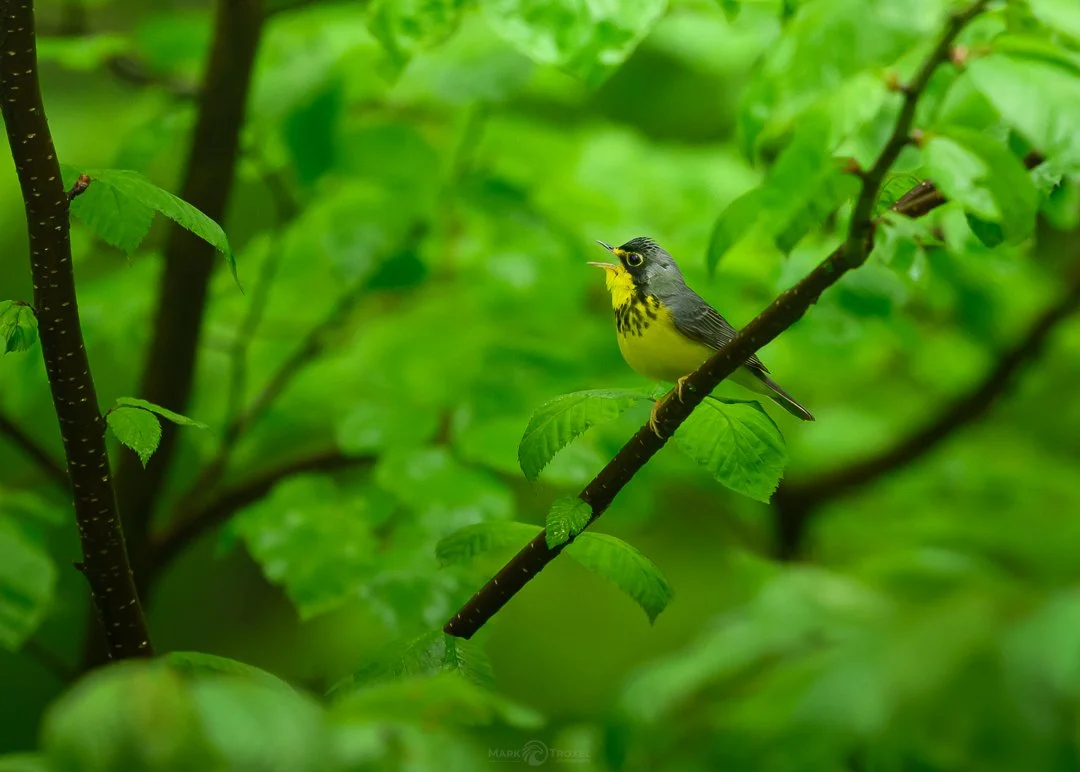 Canada Warbler
Northern PA, May 2025
...
#raw_community_member #raw_nature #raw_allnature #raw_birds #z8 #nikonz8 #nikonusa #nikonwildlife #nikonwildlifephotography #warblers #warblersofinstagram #animalgang #bird_world #wildlifephotography #wildlife