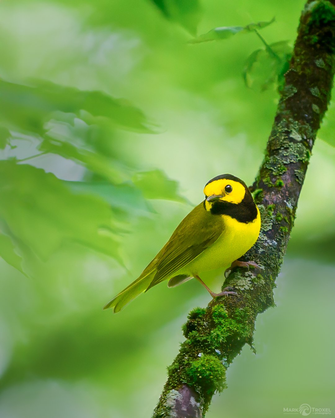 Hooded Warbler 
Yep&hellip;image is from Northern PA (so many good looks during the workshop)
May 2025
...
#raw_community_member #raw_nature #raw_allnature #raw_birds #z8 #nikonz8 #nikonusa #nikonwildlife #nikonwildlifephotography #warblers #warblers