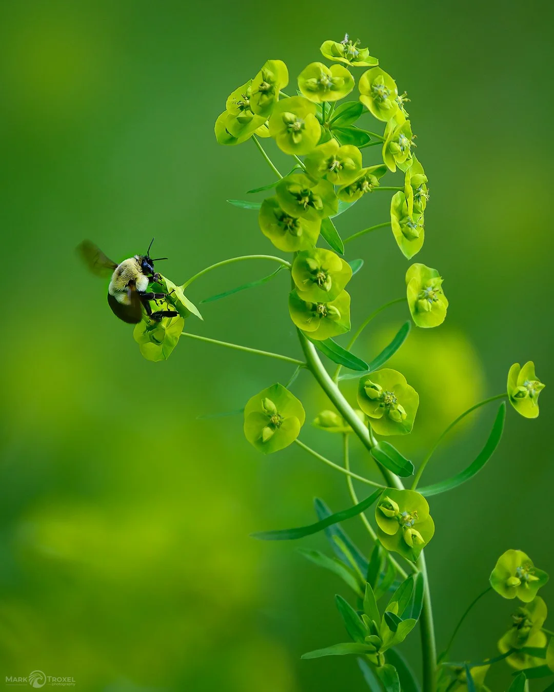 Still working on the summer beach body!
Bumblebee visiting a Slender Leafy Spurge plant. This plant is native to Europe and Asia but was introduced here in the USA where it&rsquo;s considered an invasive species. Pretty, but invasive nonetheless.
...