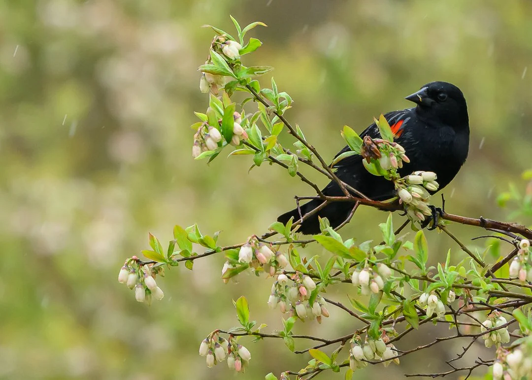 Red-winged Blackbird dining on the blossoms of a blueberry bush.
Northern PA, May 2025
...
#raw_community_member #raw_nature #raw_allnature #raw_birds #z8 #nikonz8 #nikonusa #nikonwildlife #nikonwildlifephotog #animalgang #bird_world #wildlifephotogr