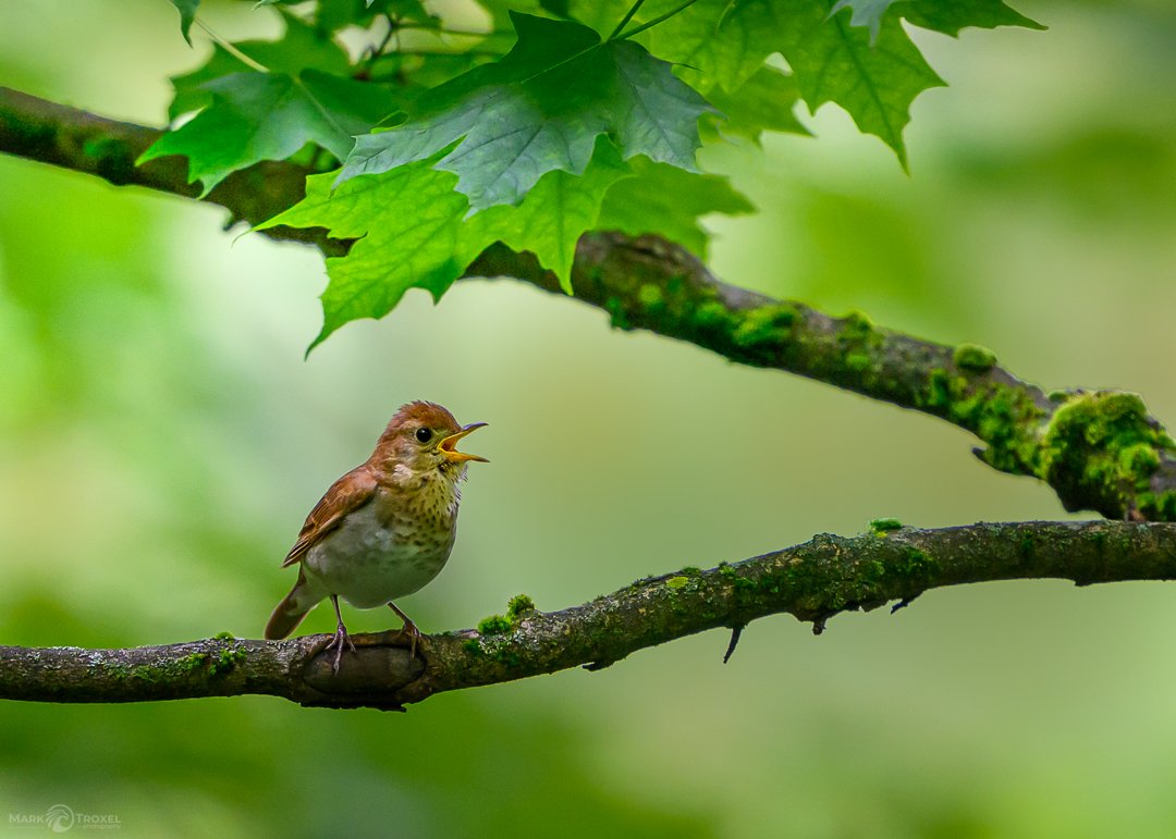 A veery cute bird
Veery
May 2025
...
#raw_community_member #raw_nature #raw_allnature #raw_birds #z8 #nikonz8 #nikonusa #nikonwildlife #nikonwildlifephotography #animalgang #bird_world #wildlifephotography #wildlife #birding #birdphotography #birdsof