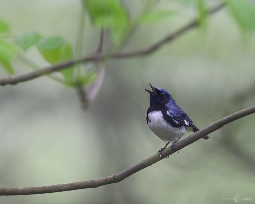 Black-throated Blue Warbler on a misty gray morning in Northern Pennsylvania
...
#raw_community_member #raw_nature #raw_allnature #raw_birds #z8 #nikonz8 #nikonusa #nikonwildlife #nikonwildlifephotography #warblers #warblersofinstagram #animalgang #b