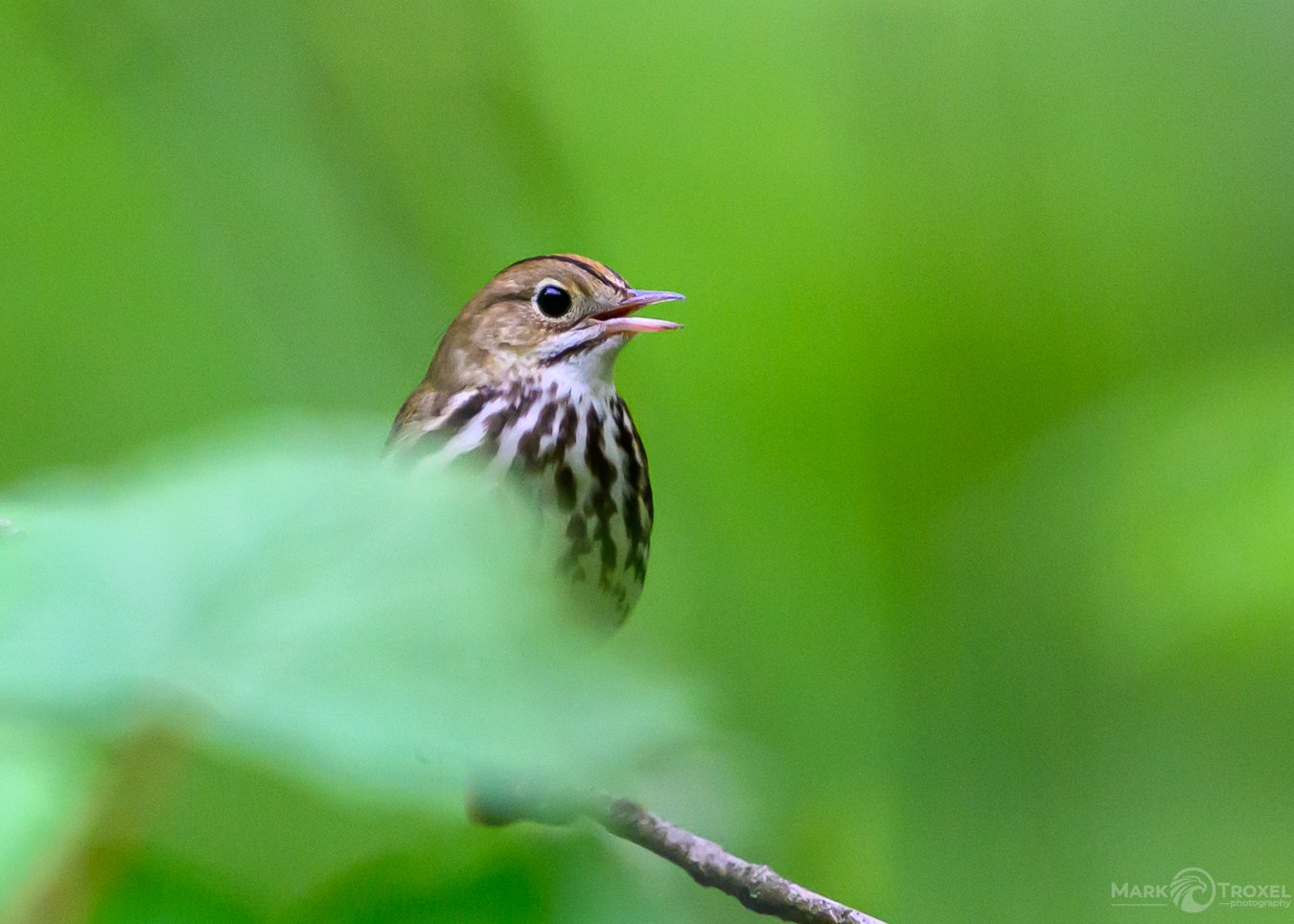 Ovenbird

...
#raw_community_member #raw_nature #raw_allnature #raw_birds #z8 #nikonz8 #nikonusa #nikonwildlife #nikonwildlifephotography #warblers #warblersofinstagram #animalgang #bird_world #wildlifephotography #wildlife #birding #birdphotography 