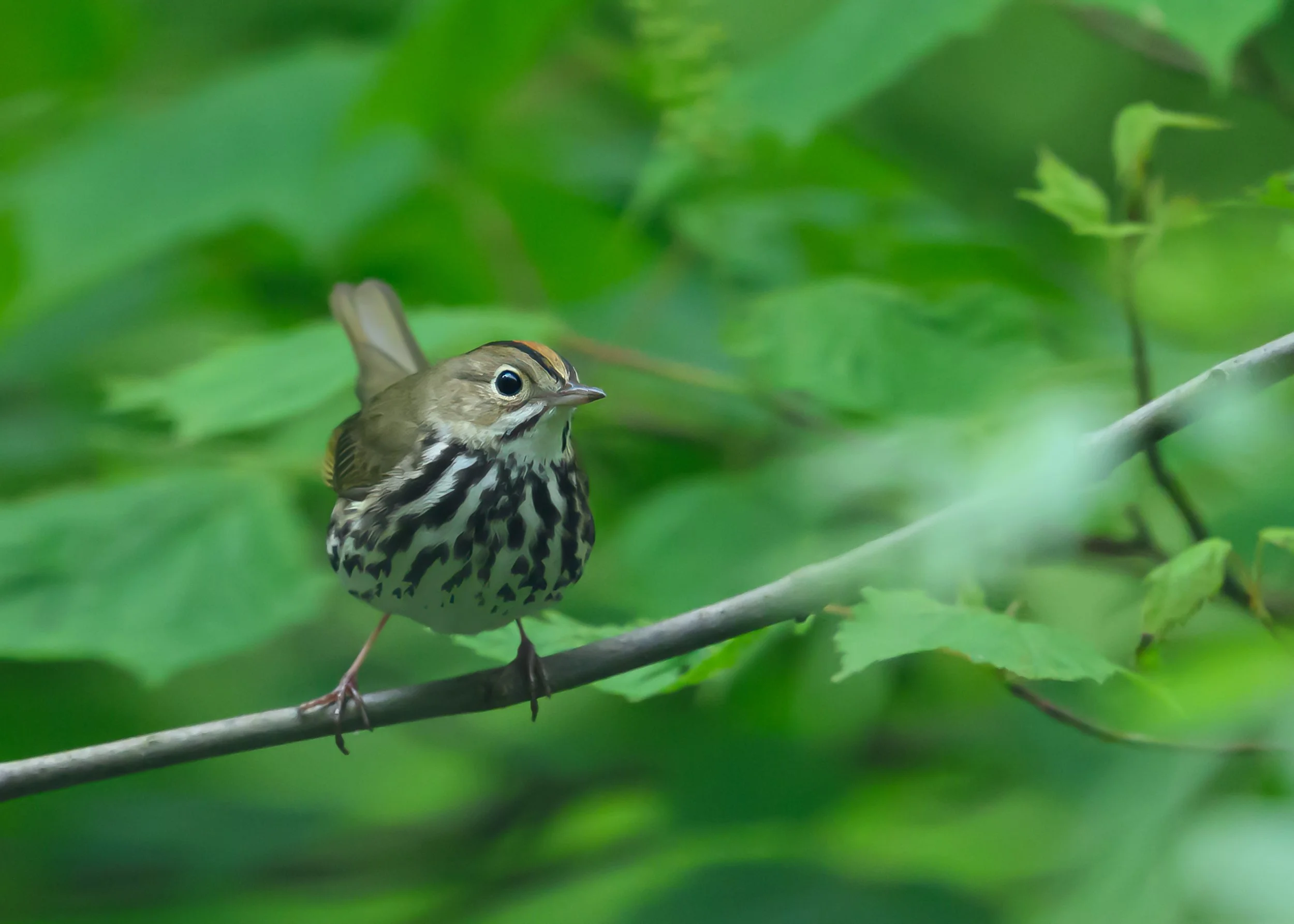Ovenbird