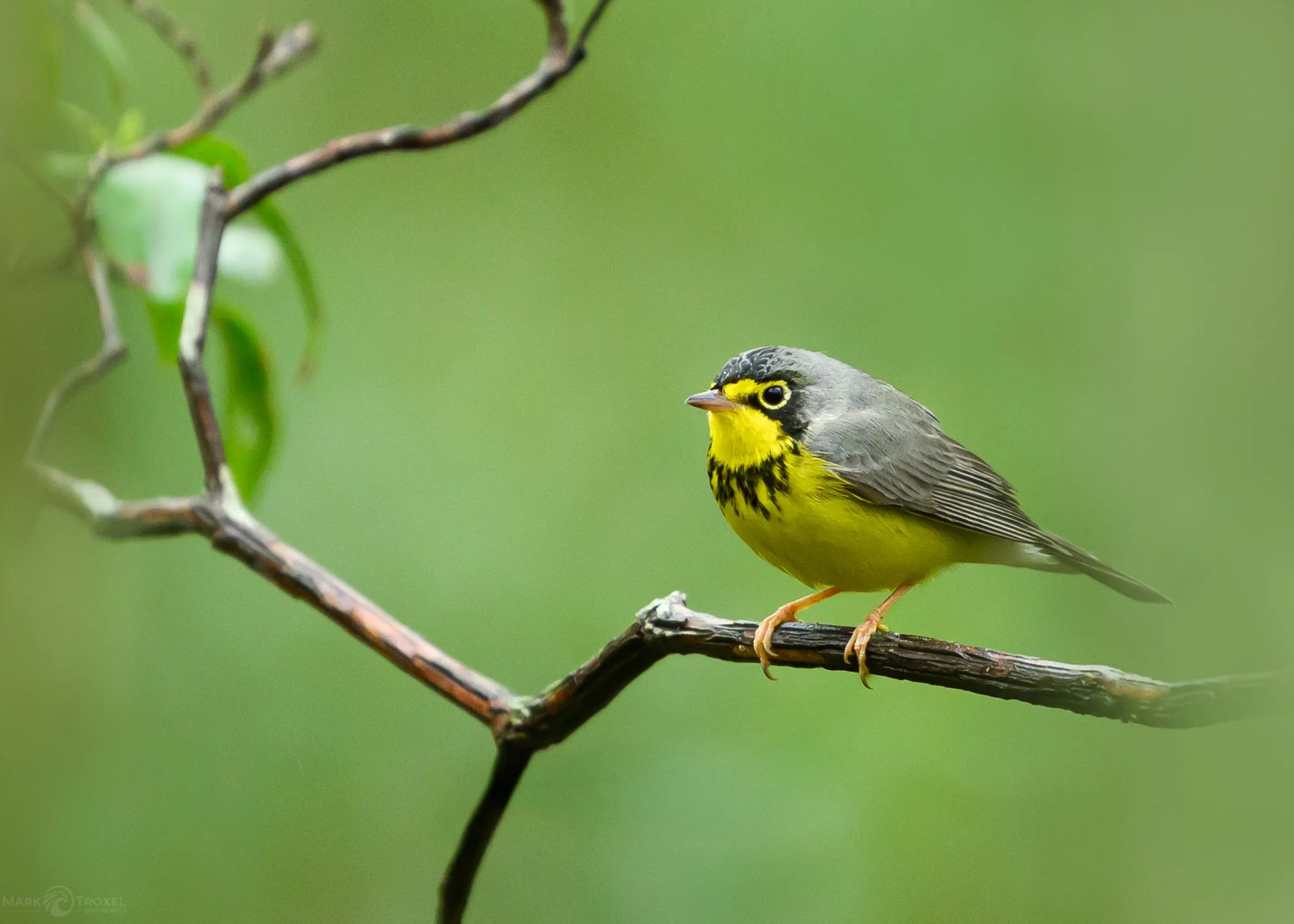 Canada Warbler