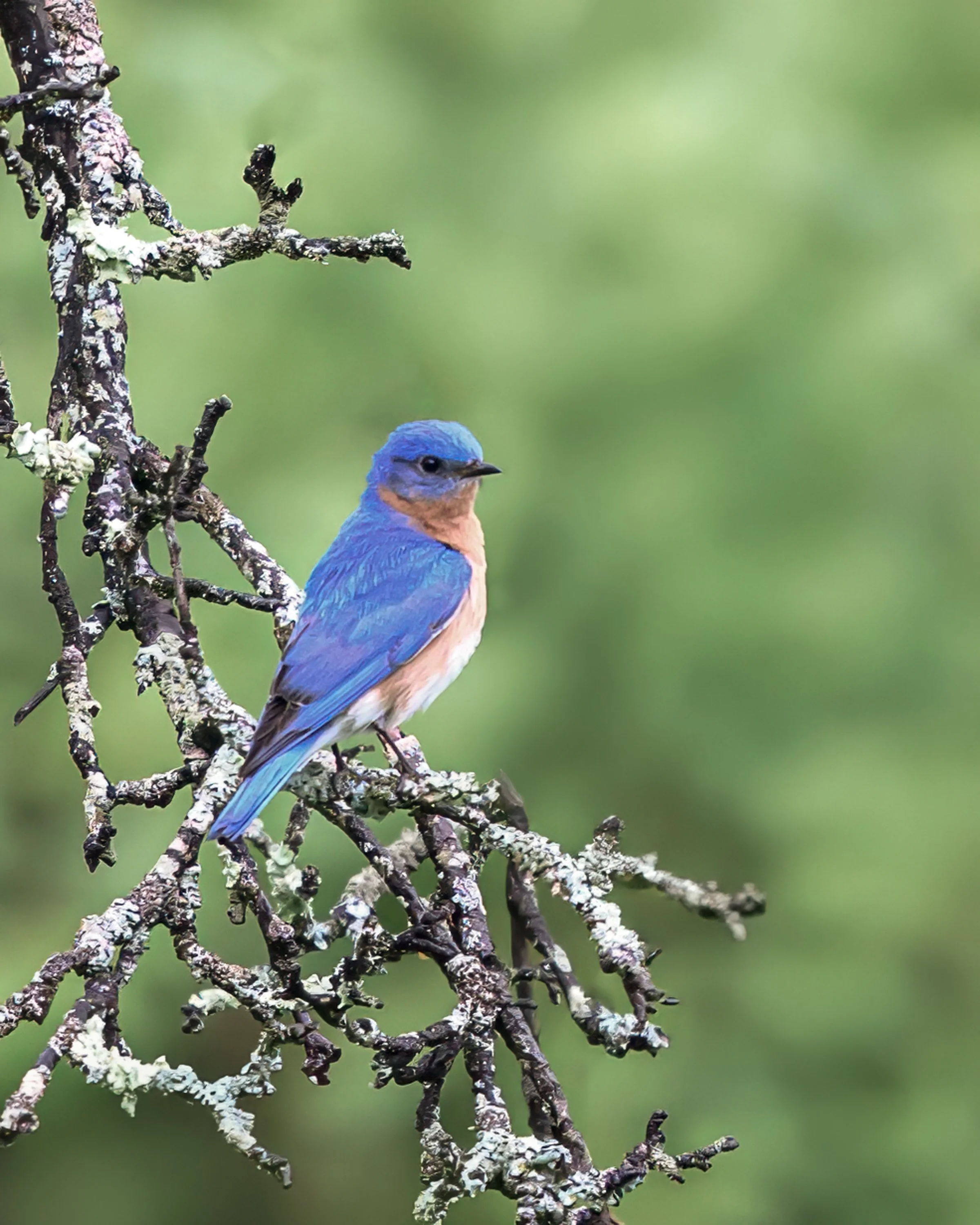 Eastern Bluebird
