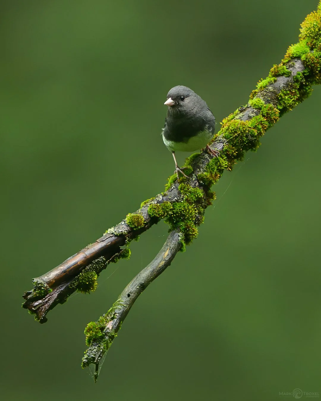 Dark-eyed Junco