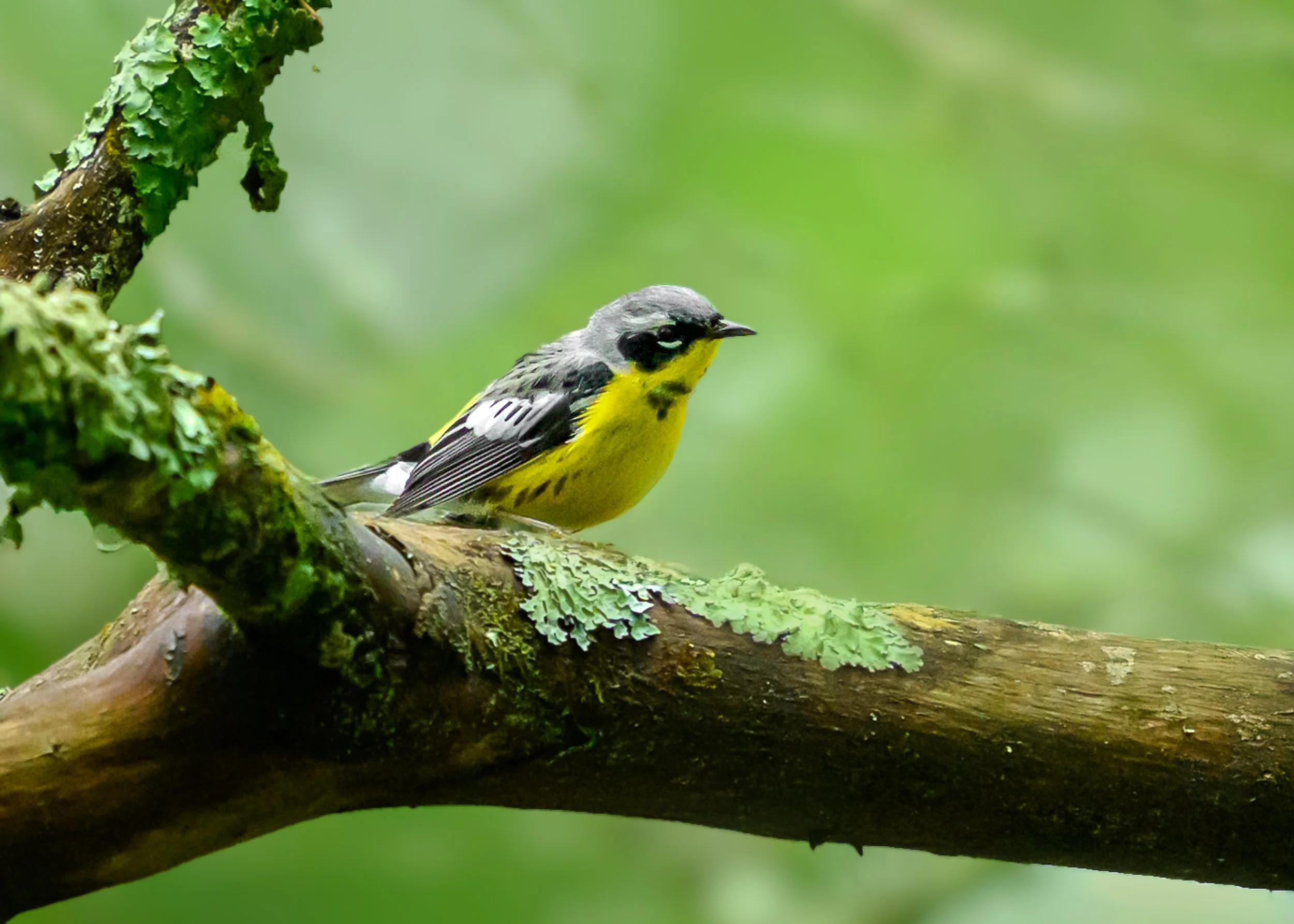 Magnolia Warbler