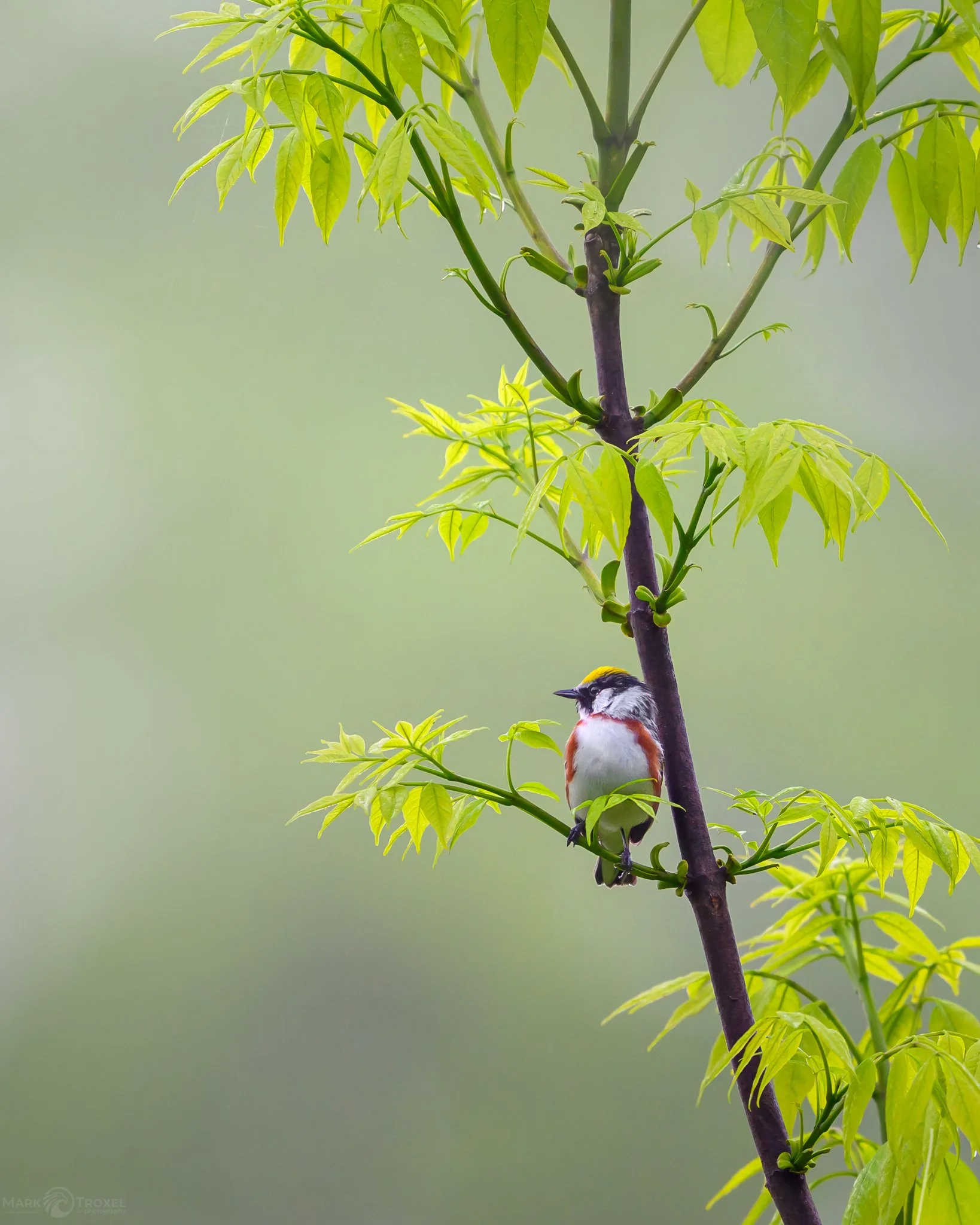 Chestnut-sided Warbler