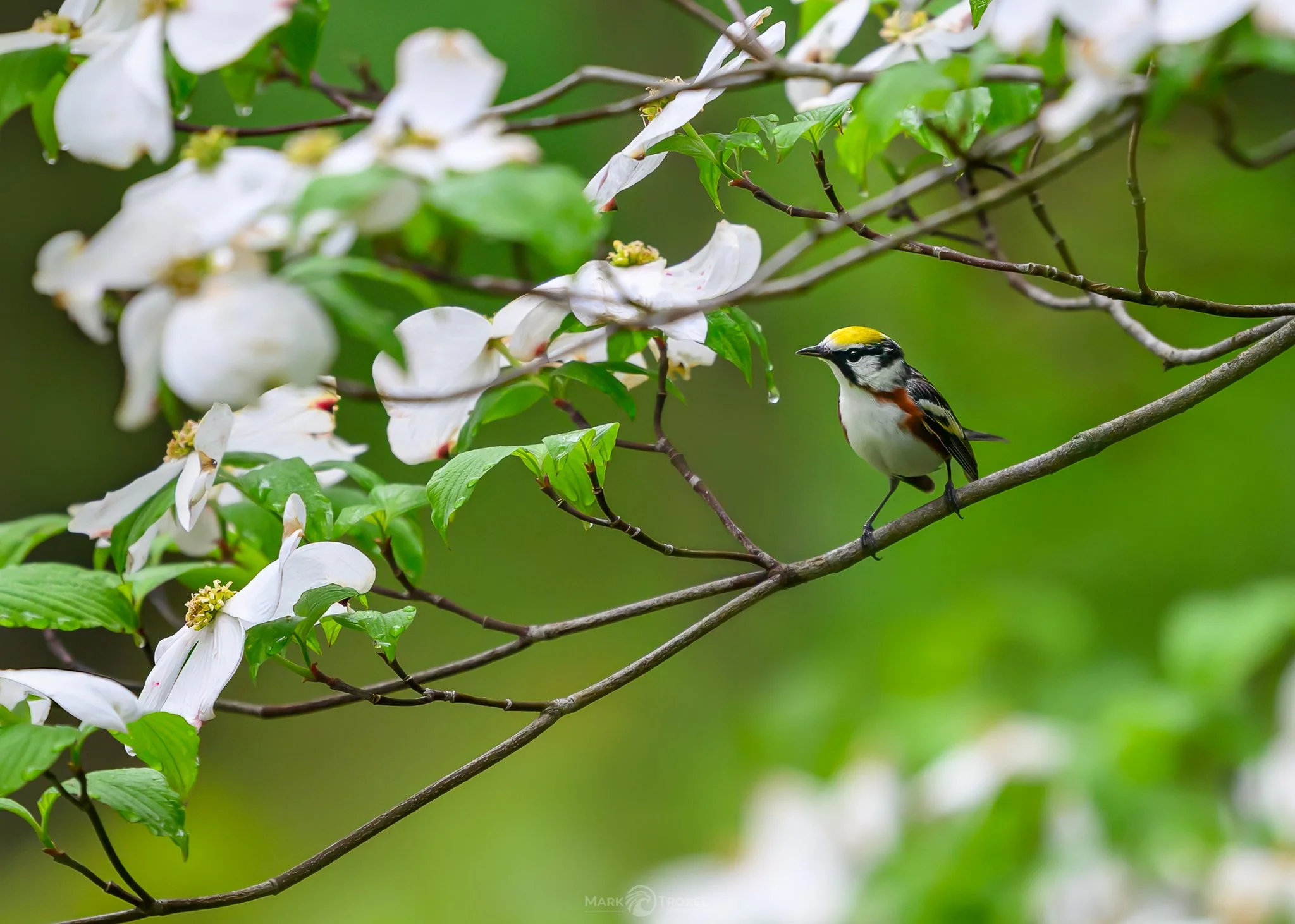 Chestnut-sided Warbler