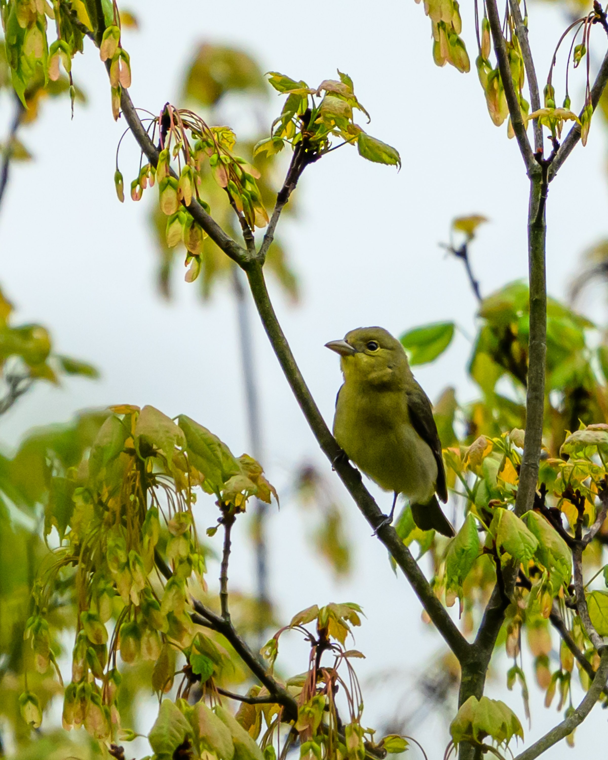Scarlet Tanager (female)