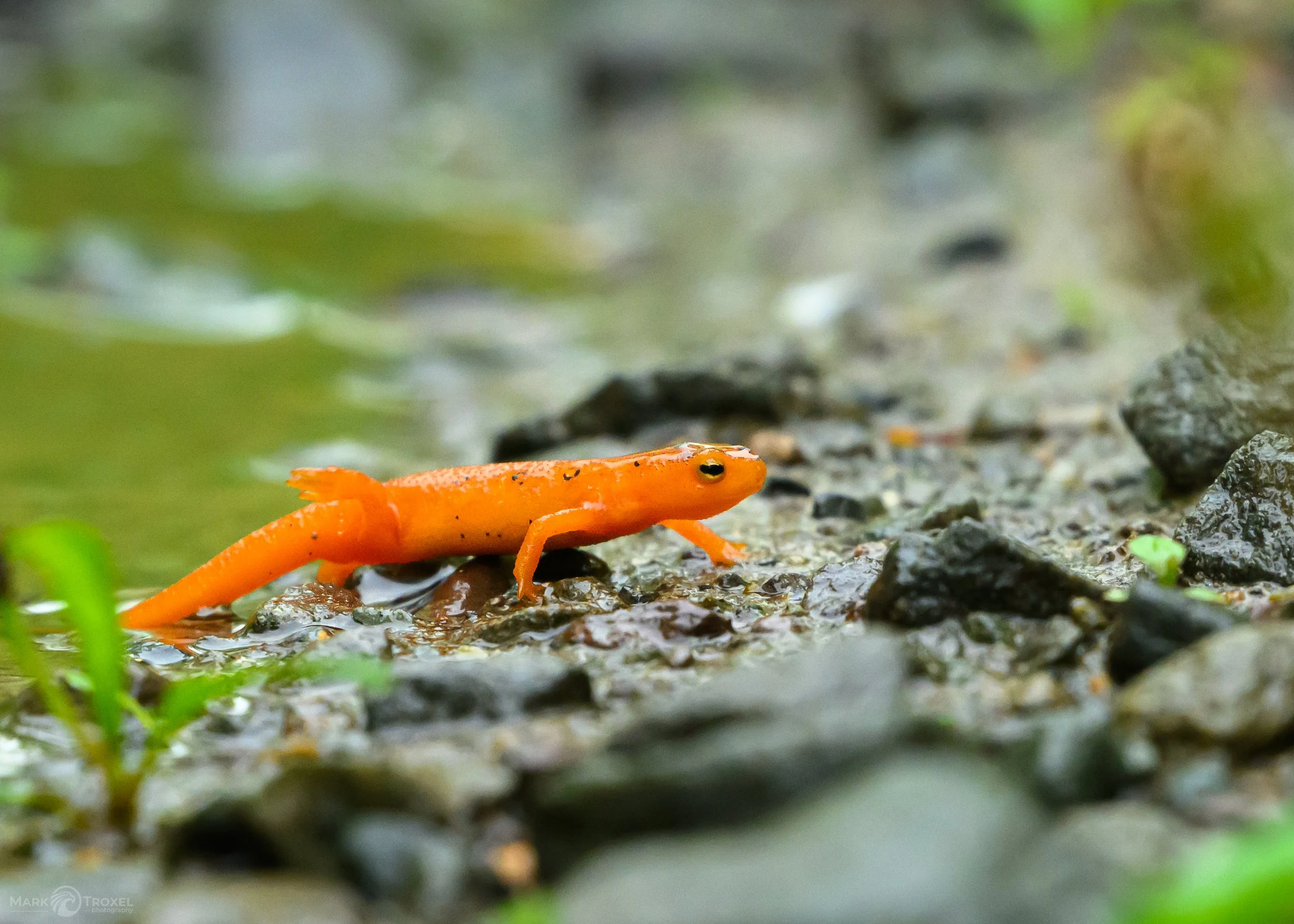 Eastern Newt
