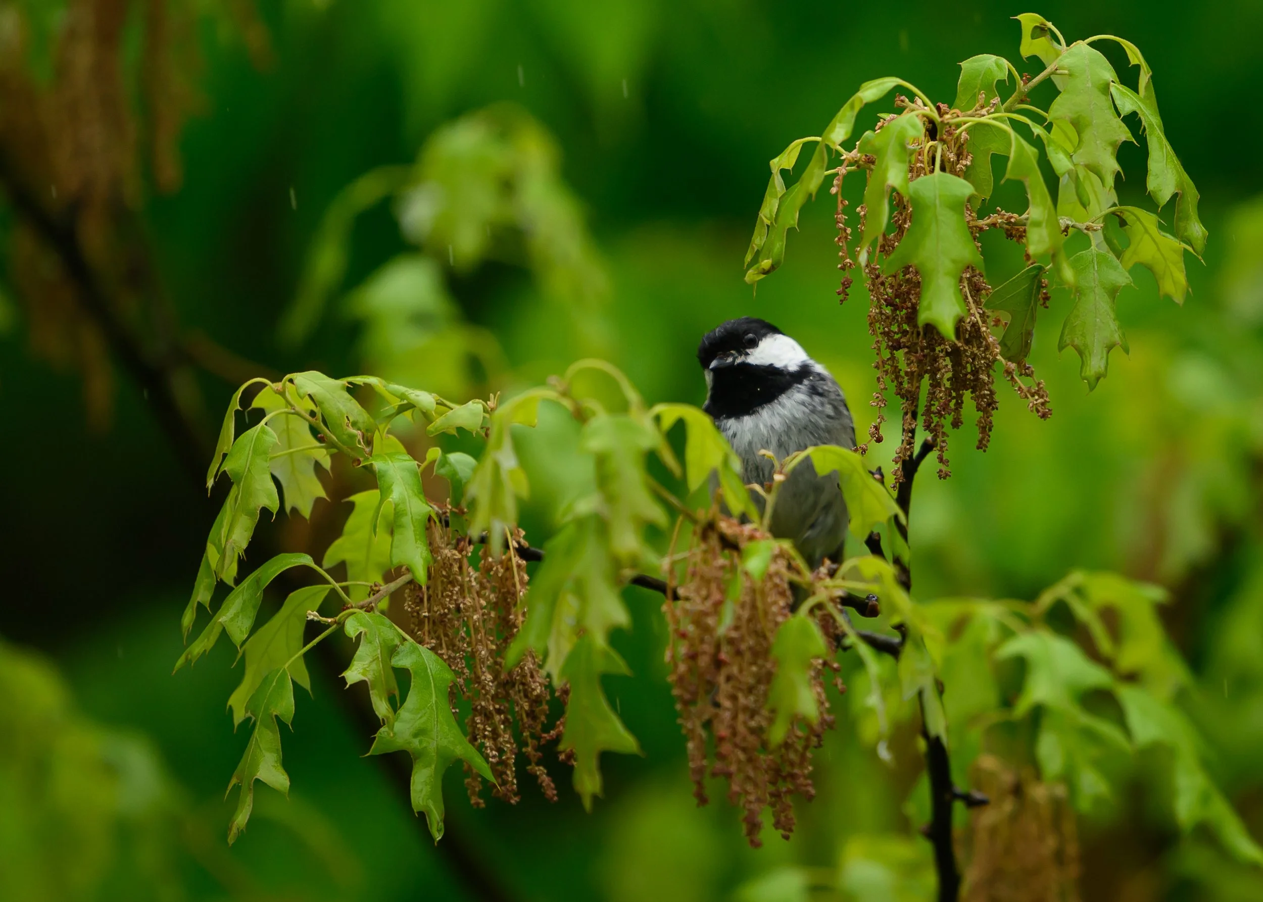 Black-capped Chickadee