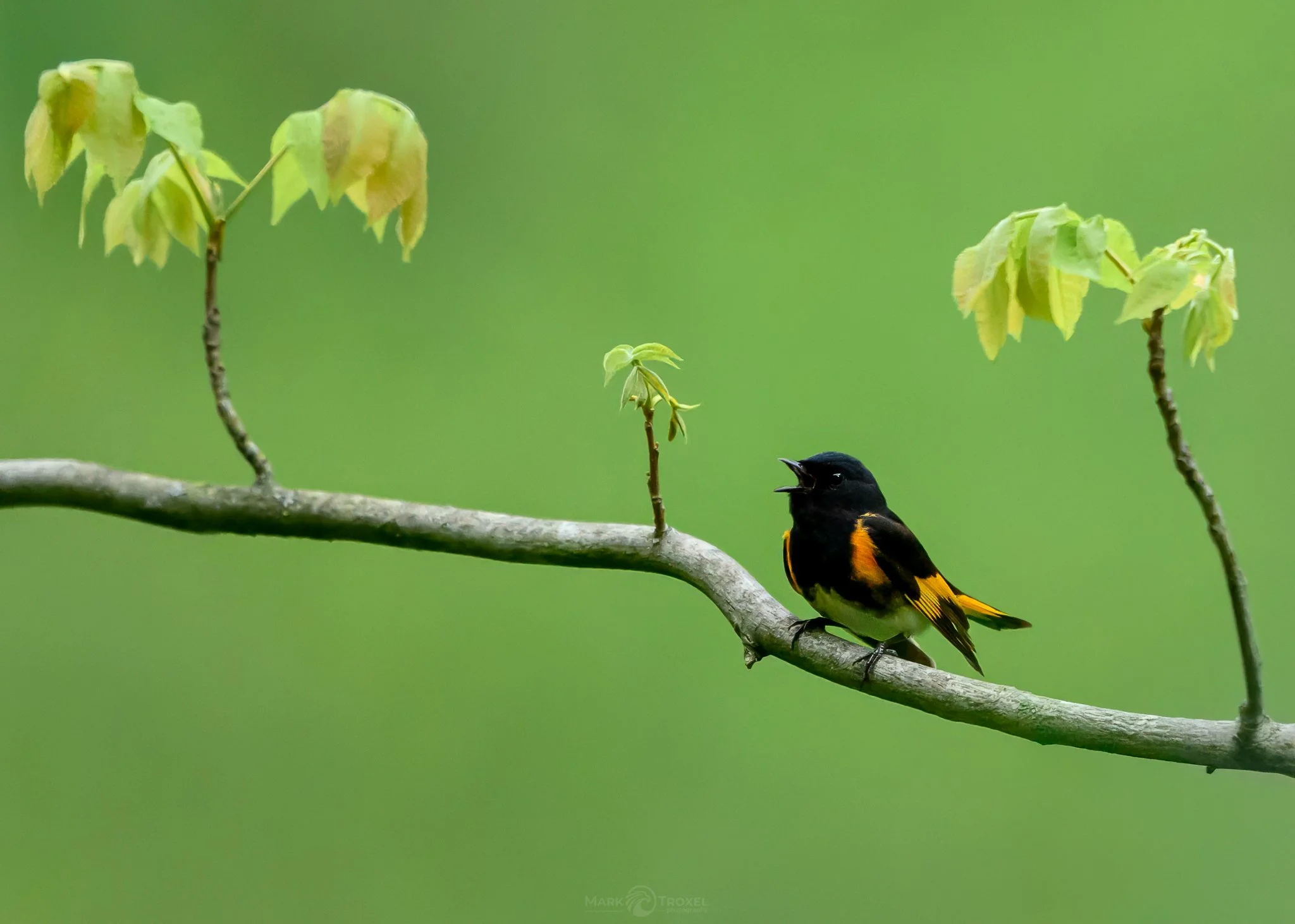 American Redstart