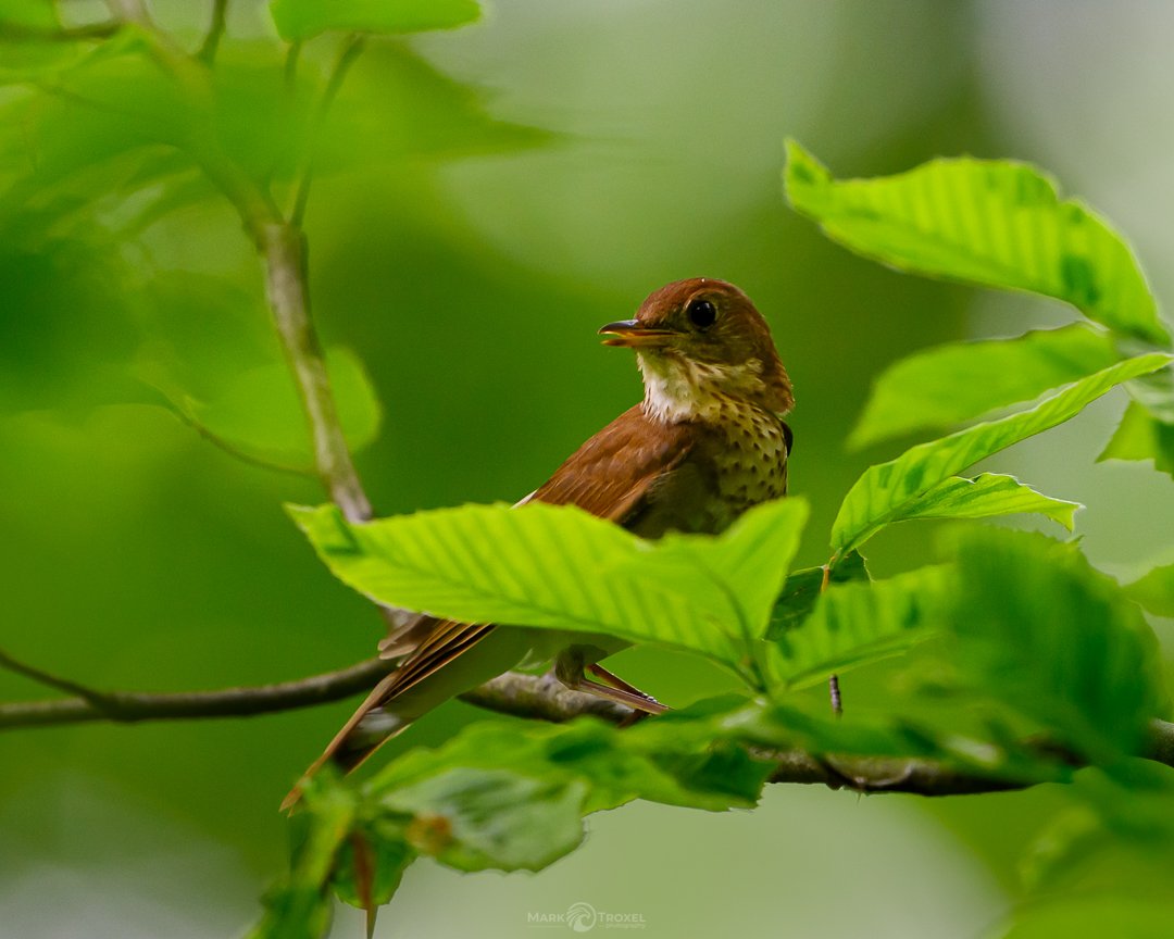 Veery
