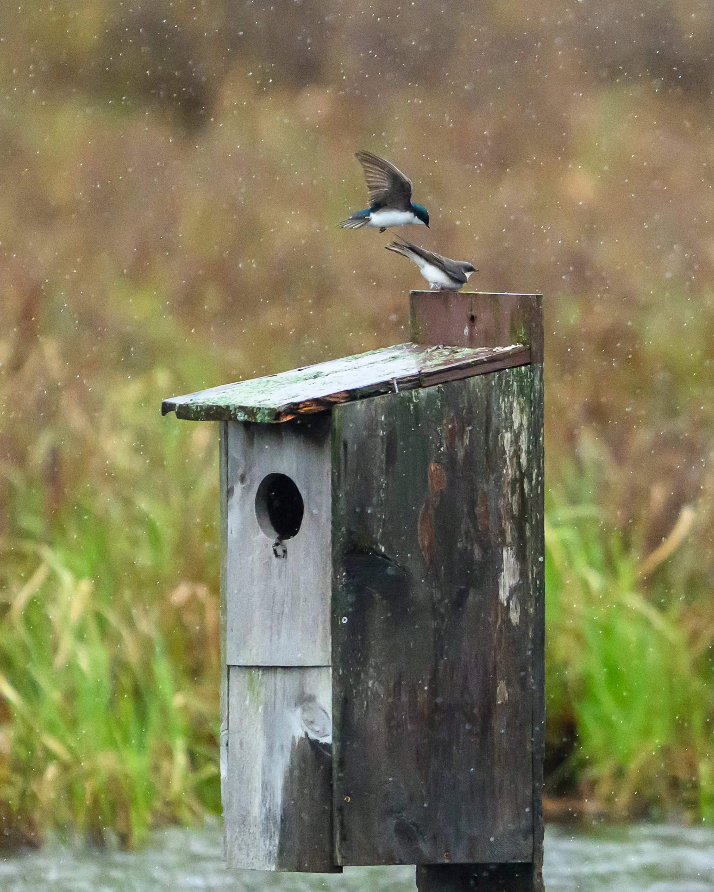 Tree Swallows (he tried so hard but too windy!)