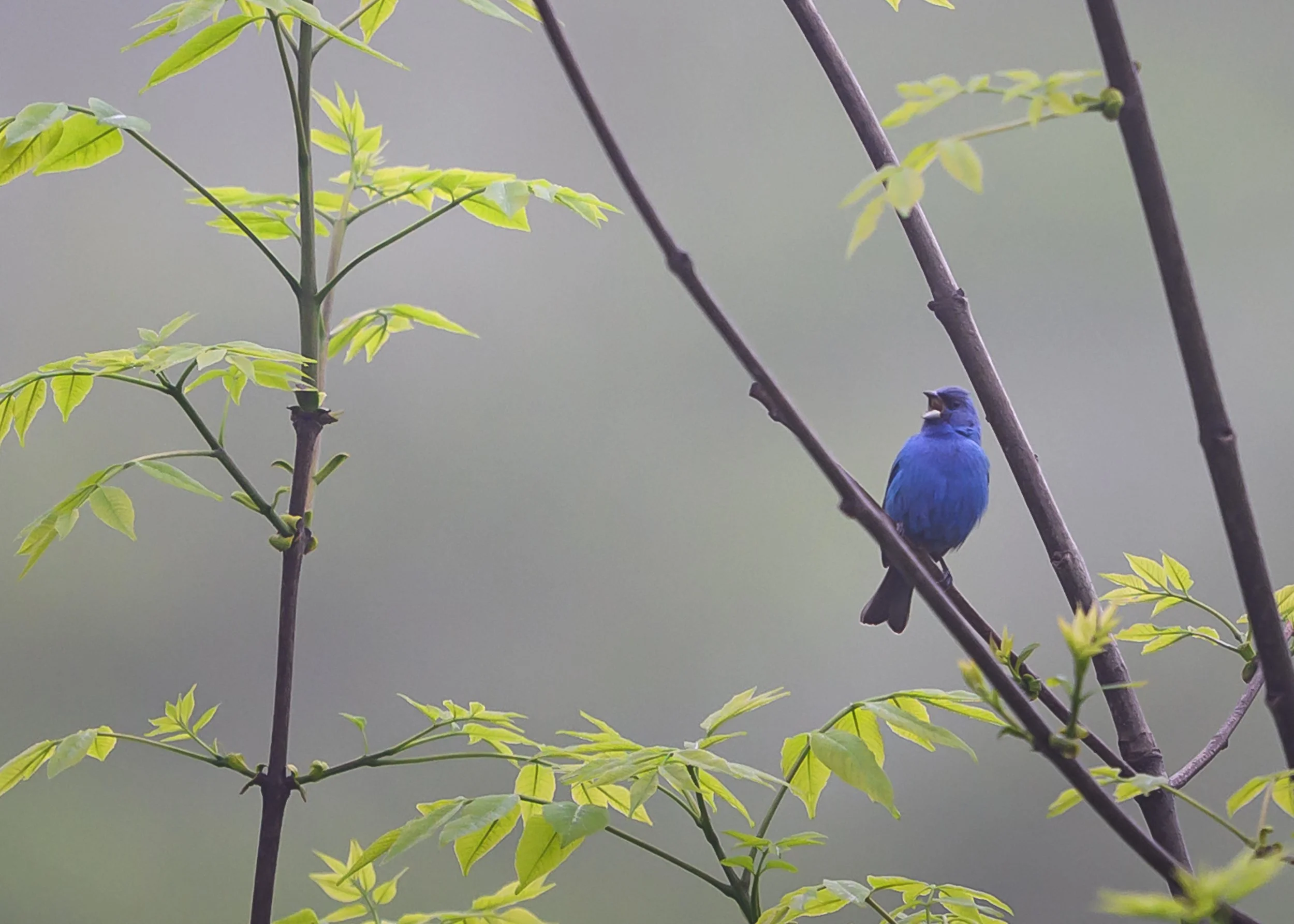 Indigo Blue
