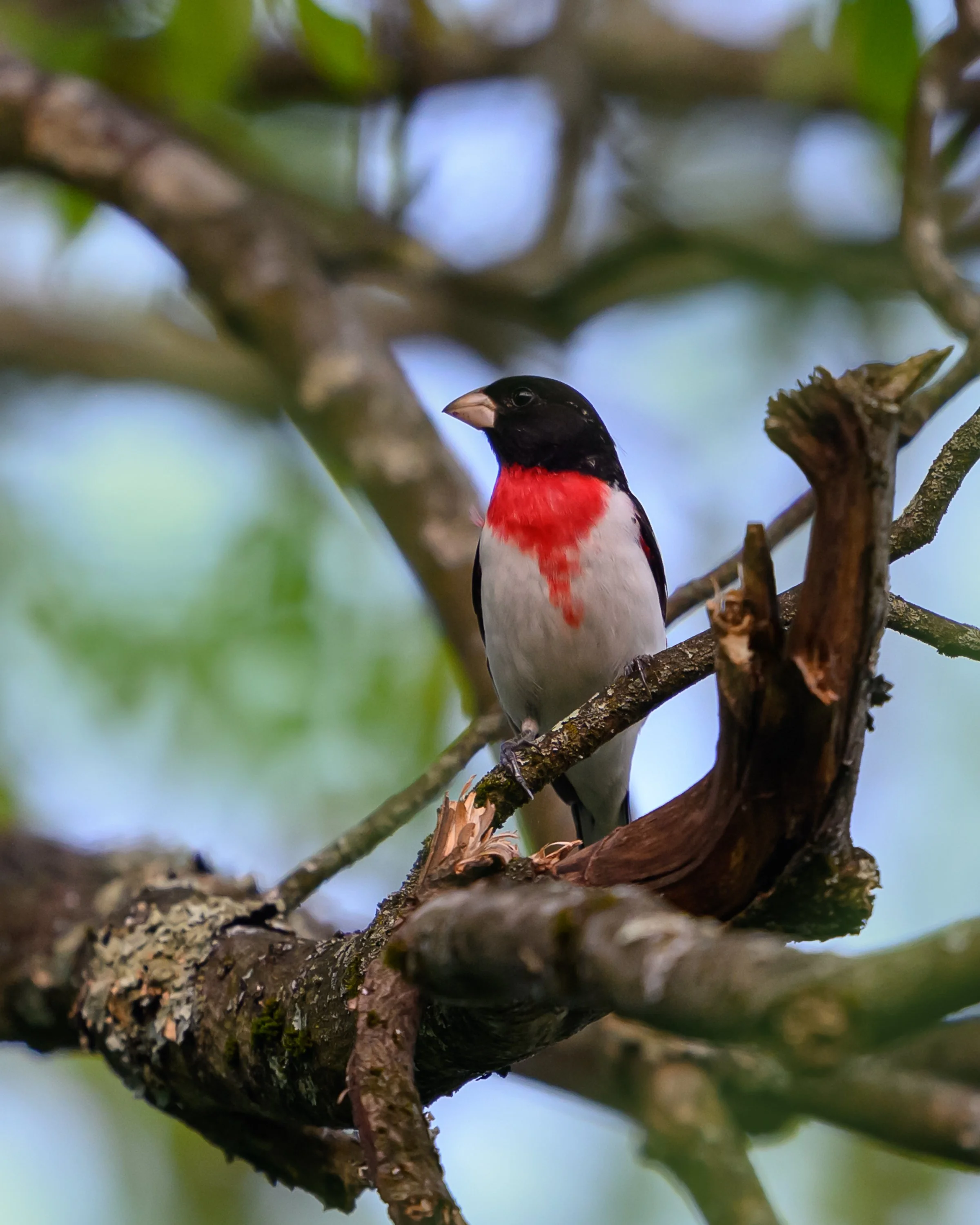 Rose-breasted Grosbeak