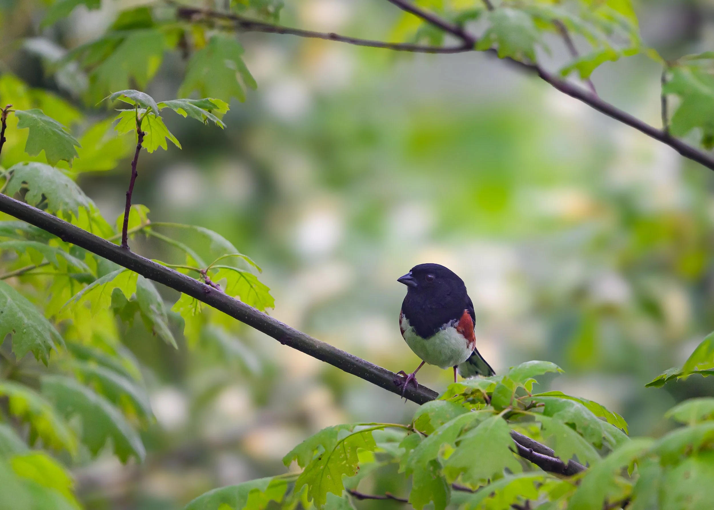 Eastern Towhee
