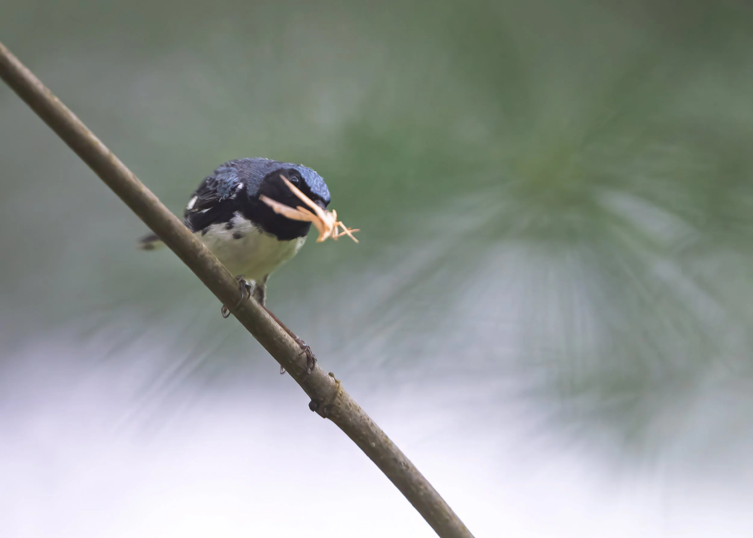 Black-throated Blue Warbler