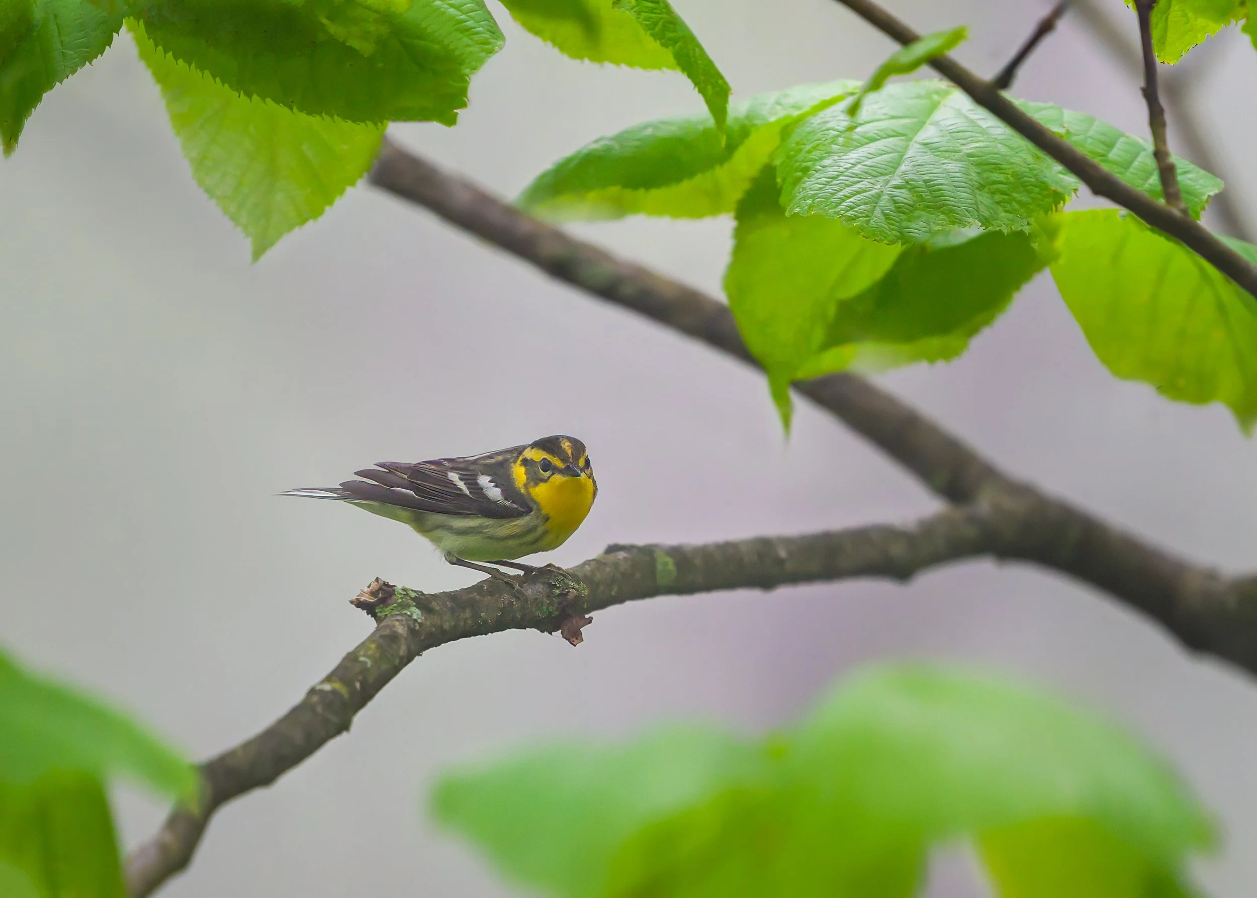 Blackburnian Warbler (female)