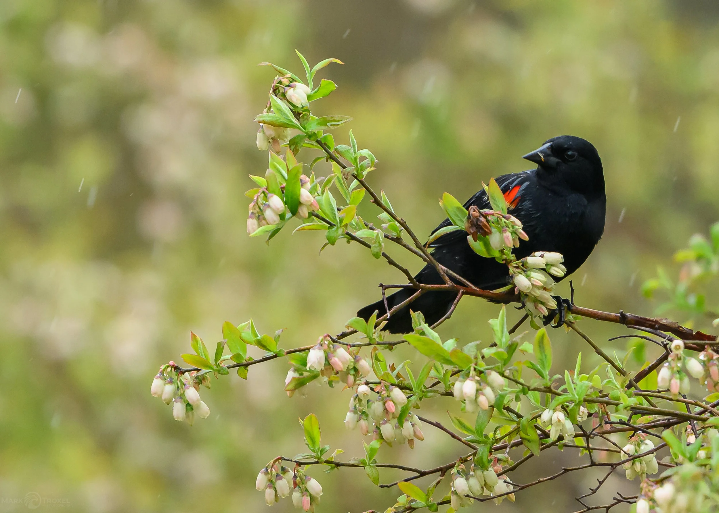 Red-winged Blackbird