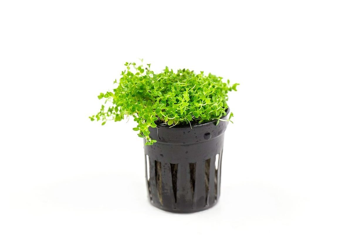 https://i.etsystatic.com/26526389/r/il/e0aca0/4894904967/il_fullxfull.4894904967_c75w.jpg