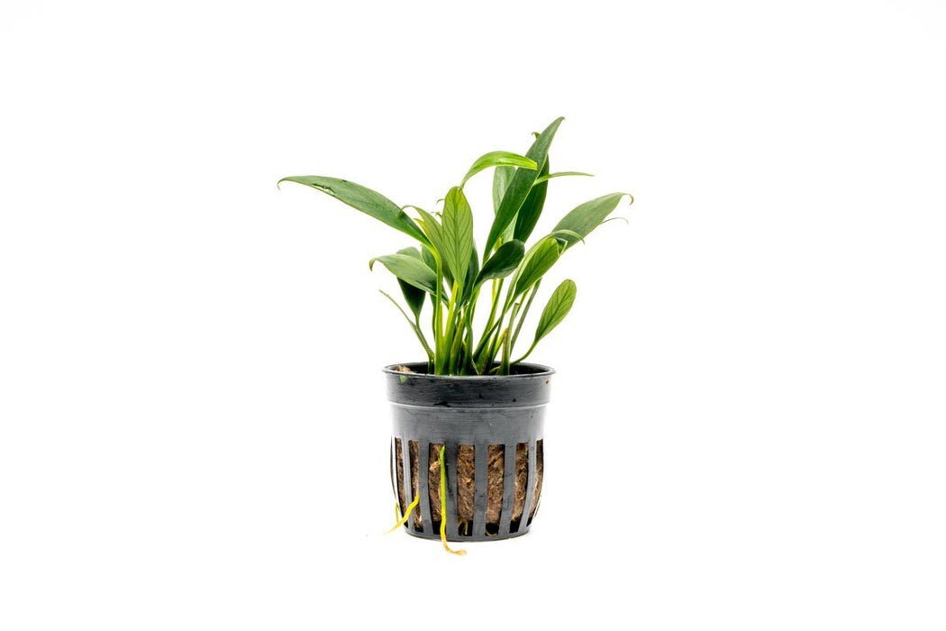 https://i.etsystatic.com/26526389/r/il/0f2afe/4915532166/il_fullxfull.4915532166_2pnz.jpg