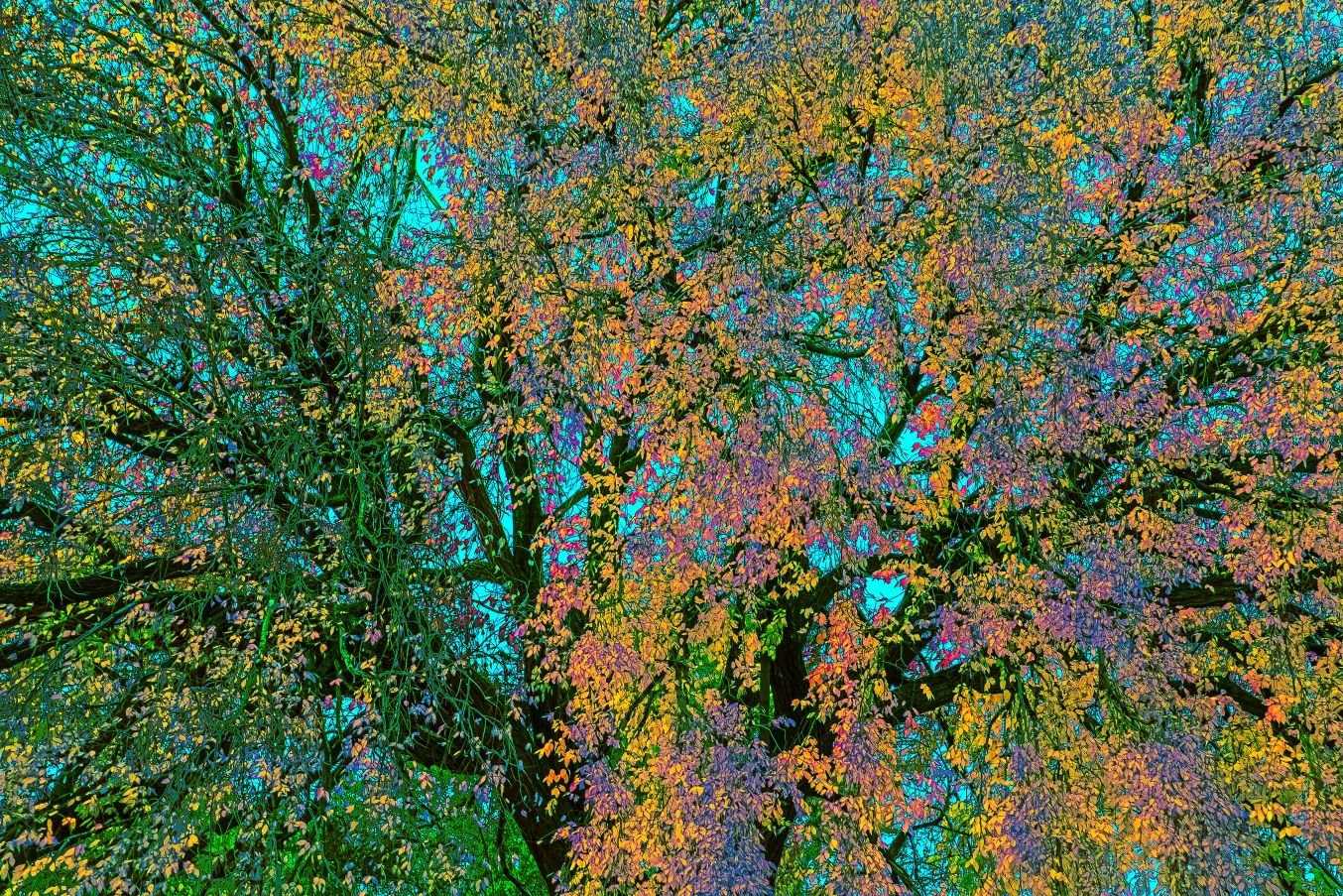 Renewal of My Spirit IV 2026 digital file.jpg