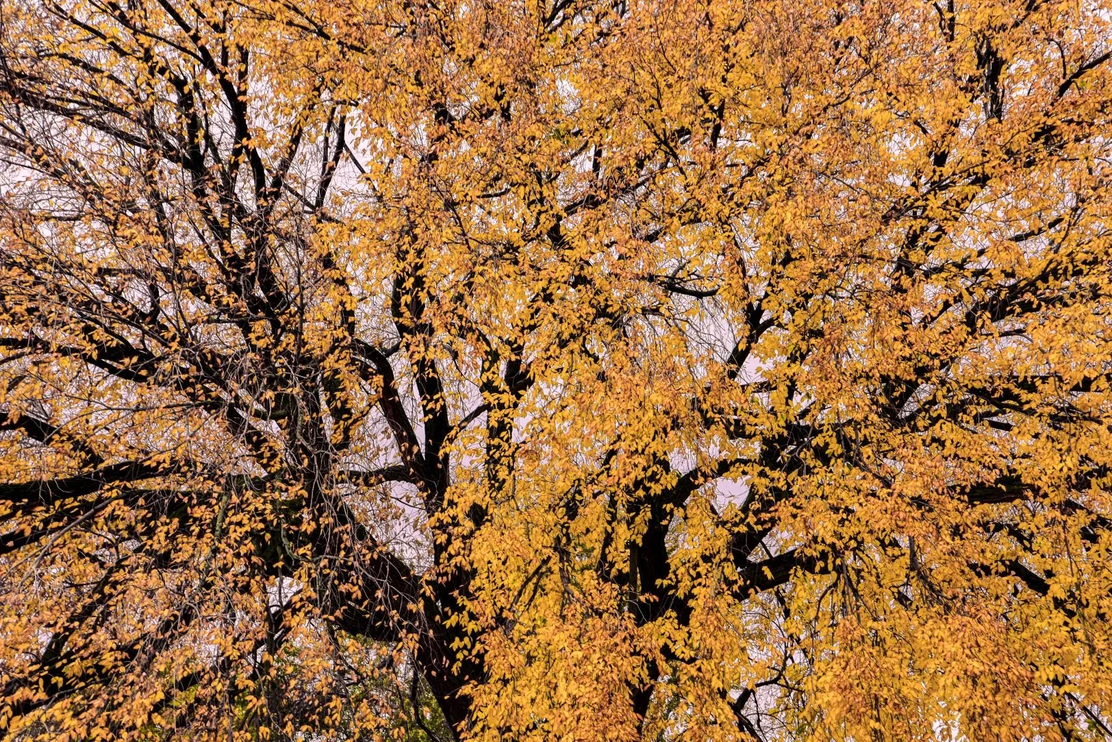 Renewal of My Spirit Original Photo .jpg