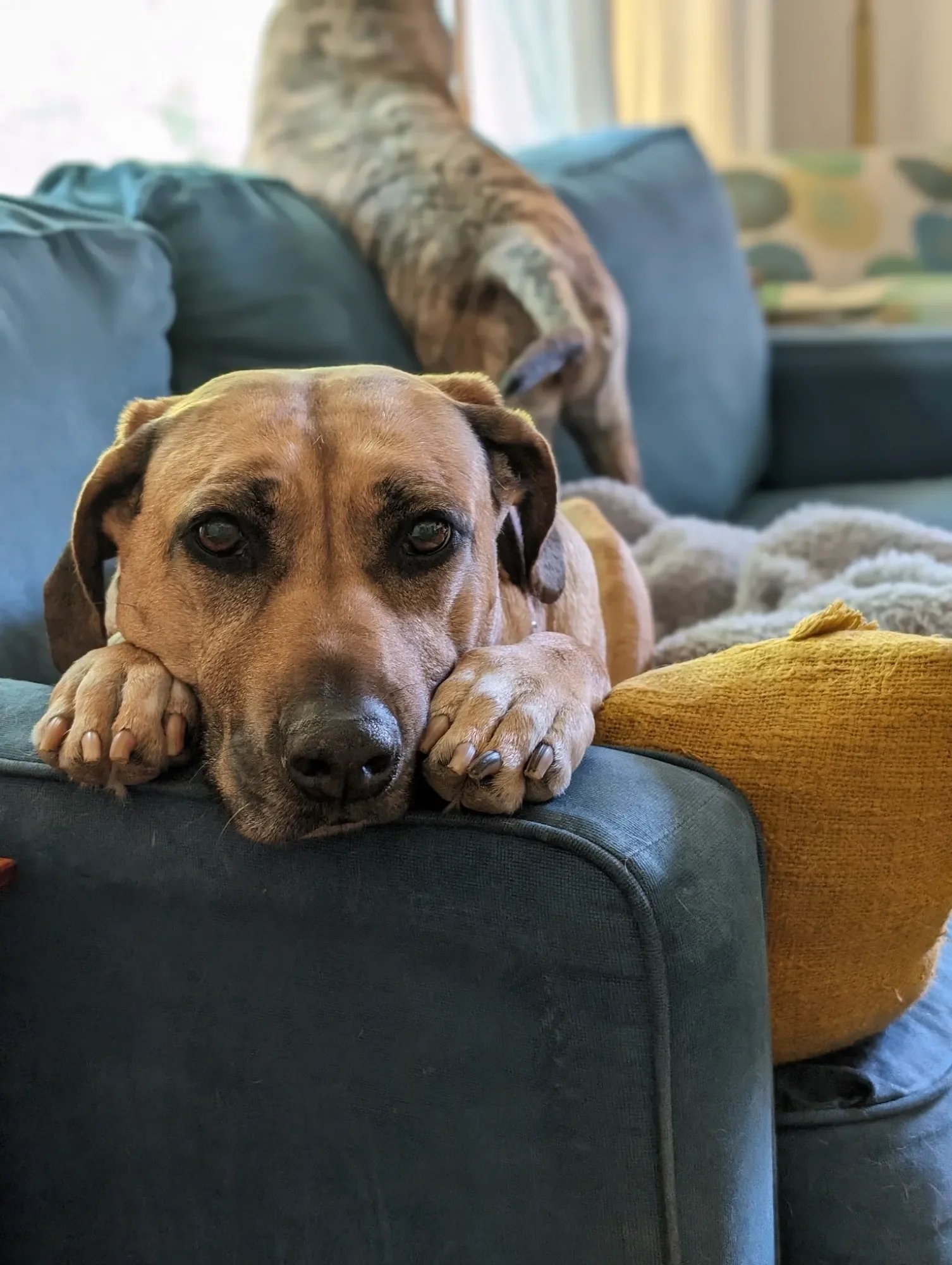 Dog with Big Brown Eyes looking into camera