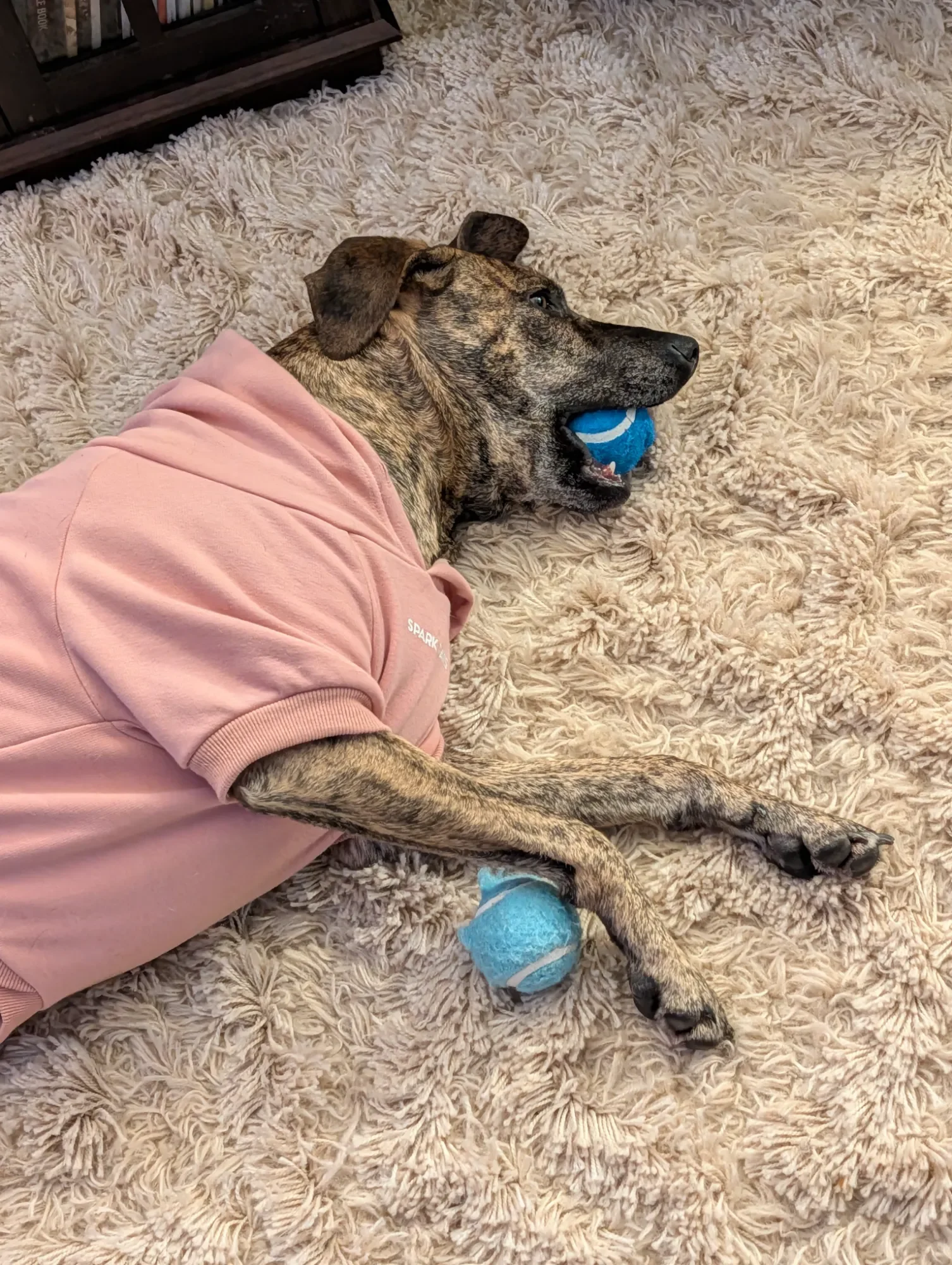 A brindle-coated dog lying on a fluffy beige rug, wearing a pink shirt, with a blue tennis ball in its mouth and another nearby.