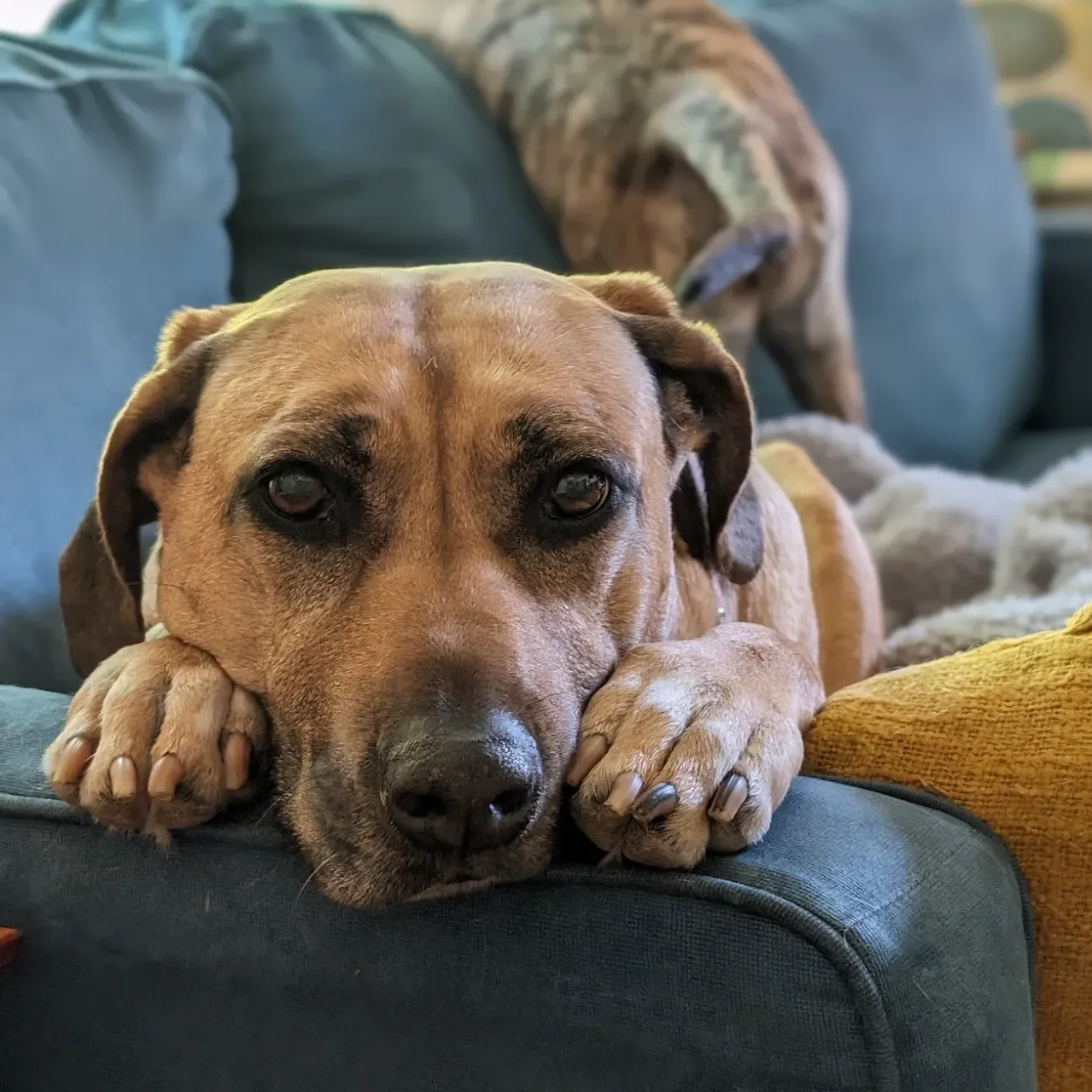 Honey Chasing Honey Consulting mascot