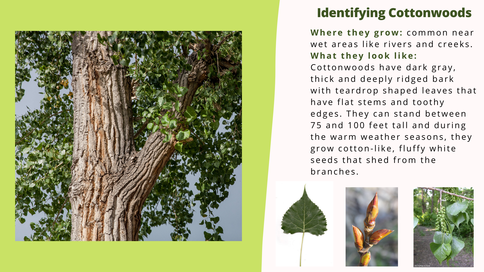Cottonwood Tree Bark Identification Tree Identification. Bark. Sweet