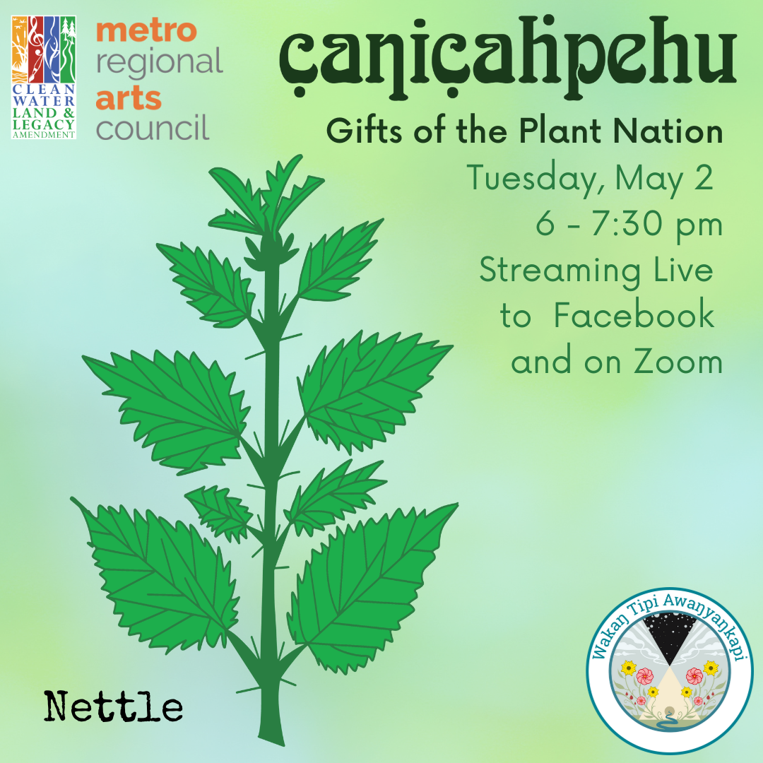 Gifts of the Plant Nation Nettle — Wakan Tipi Awanyankapi