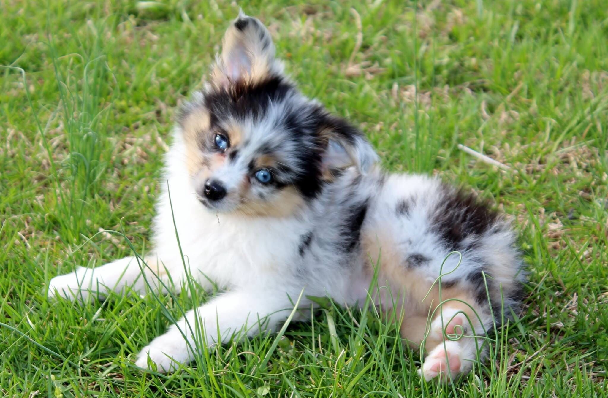 mini aussie love.jpg