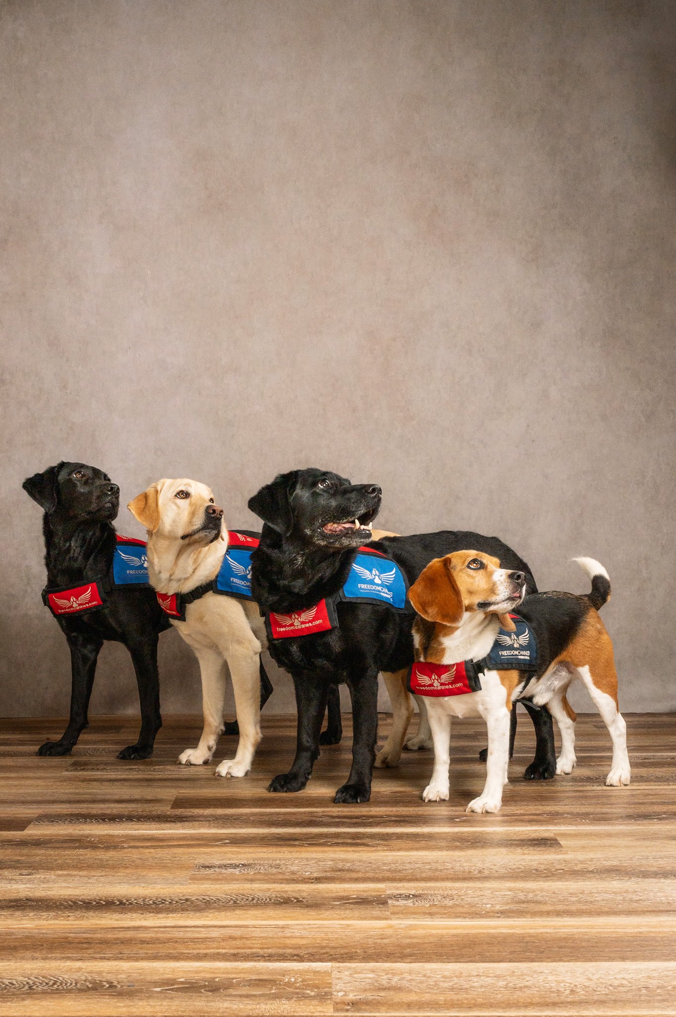 FreedomCaninesIntlbyHKP43.jpg