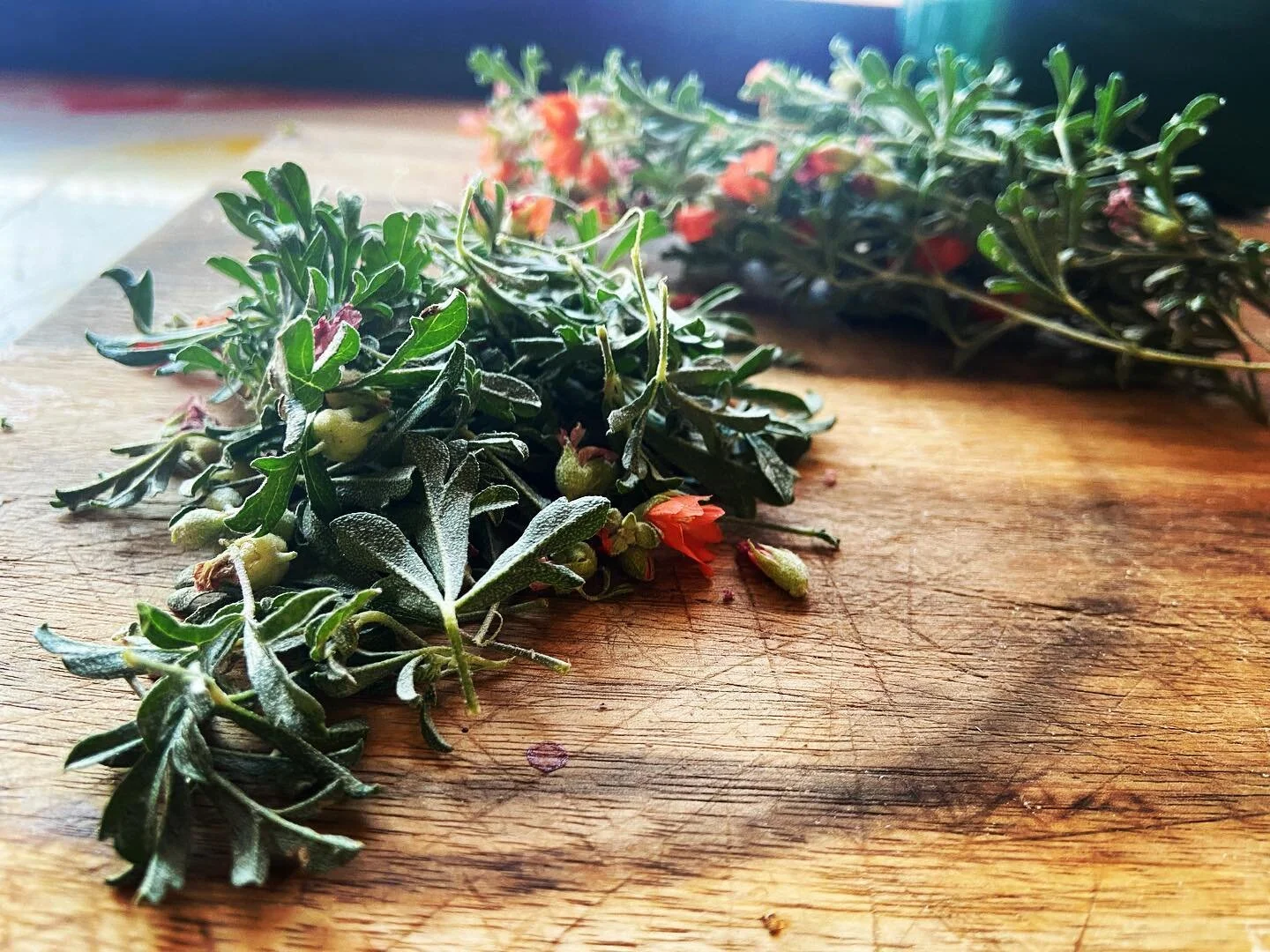 Today, I began a new plant relationship with globe mallow. She&rsquo;s a yummy, mucilaginous, demulcent who grows wild everywhere on our property. 

Her effect is to cool, to soothe the inflamed innards (we are all inflamed at this point), and to hol