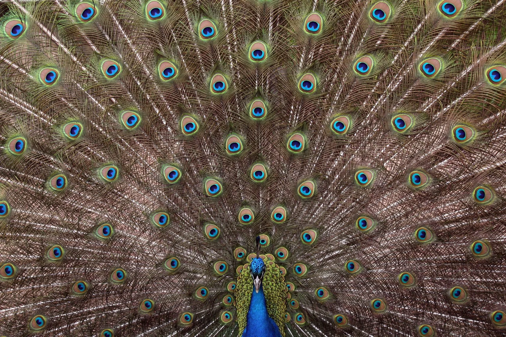 Embark on a journey through the revitalized African Savanna, where the resplendent display of a peacock's feathers captivates the scene. Seize the chance to tempt the zoo's giraffes with treats during their daily stroll—a magical encounter in the hea