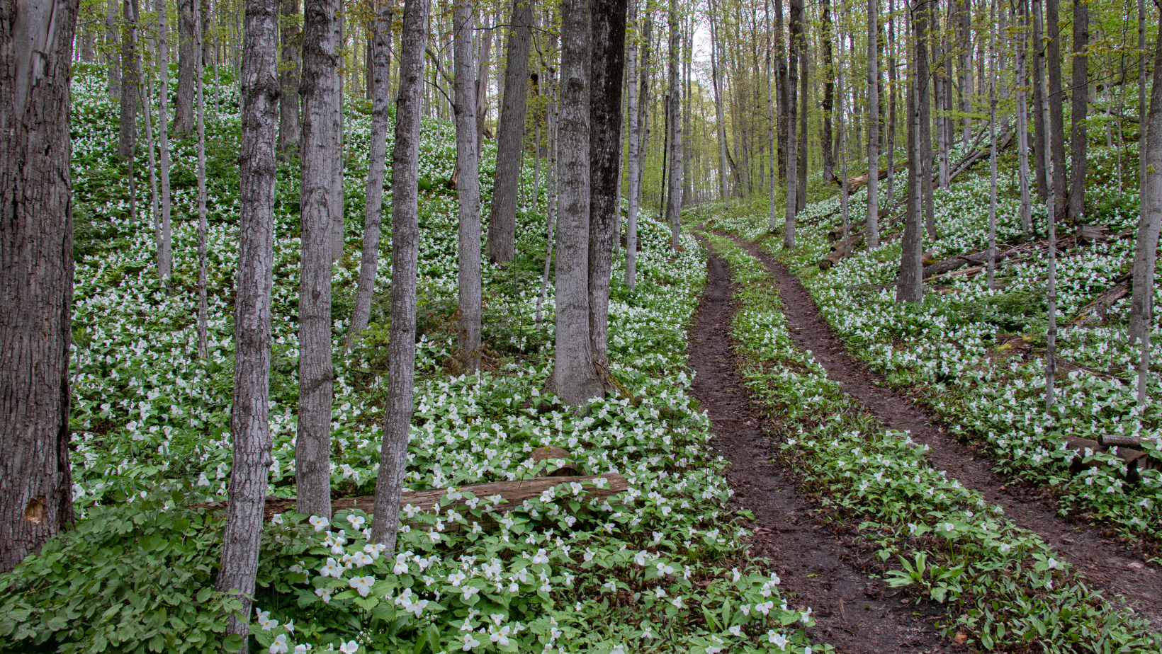 About — Wisconsin Sustainable Forestry Initiative® Implementation Committee