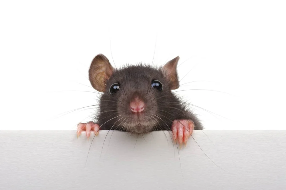 Why Do Mice Come In The House In The Summer — Gray Pest Control