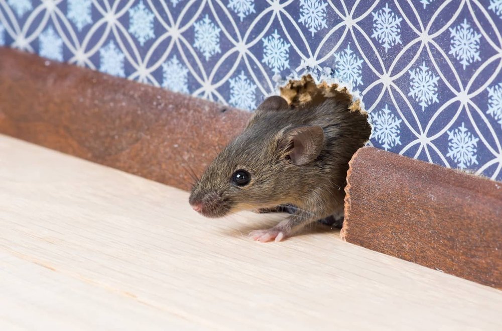 How to Protect PEX Pipes From Rodents — Gray Pest Control