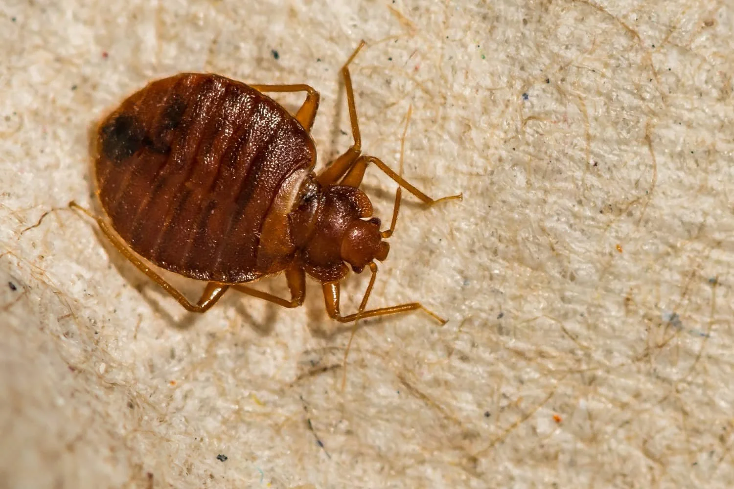 Can Bed Bugs Live On Top of Wood Floors? — Gray Pest Control