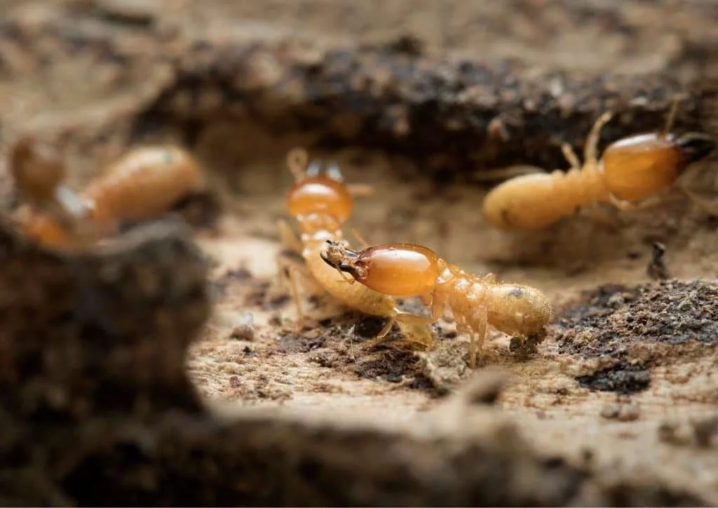Termite Treatment — Gray Pest Control