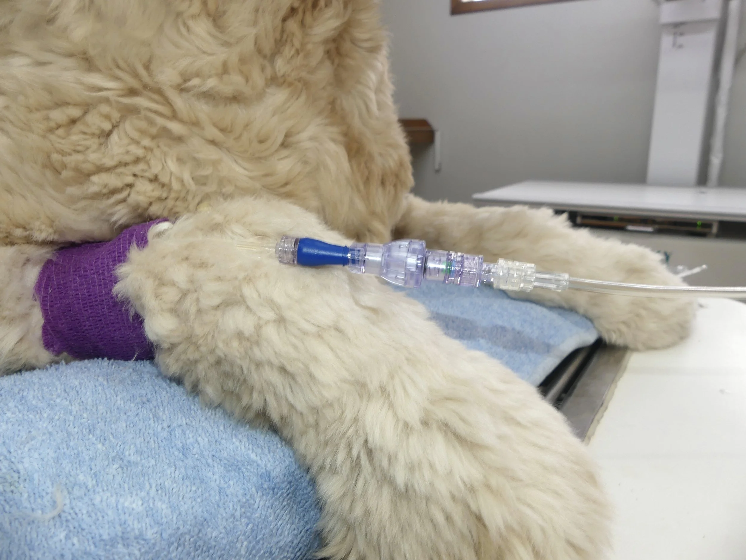 SafeBreak Vascular Vet — Lineus Medical