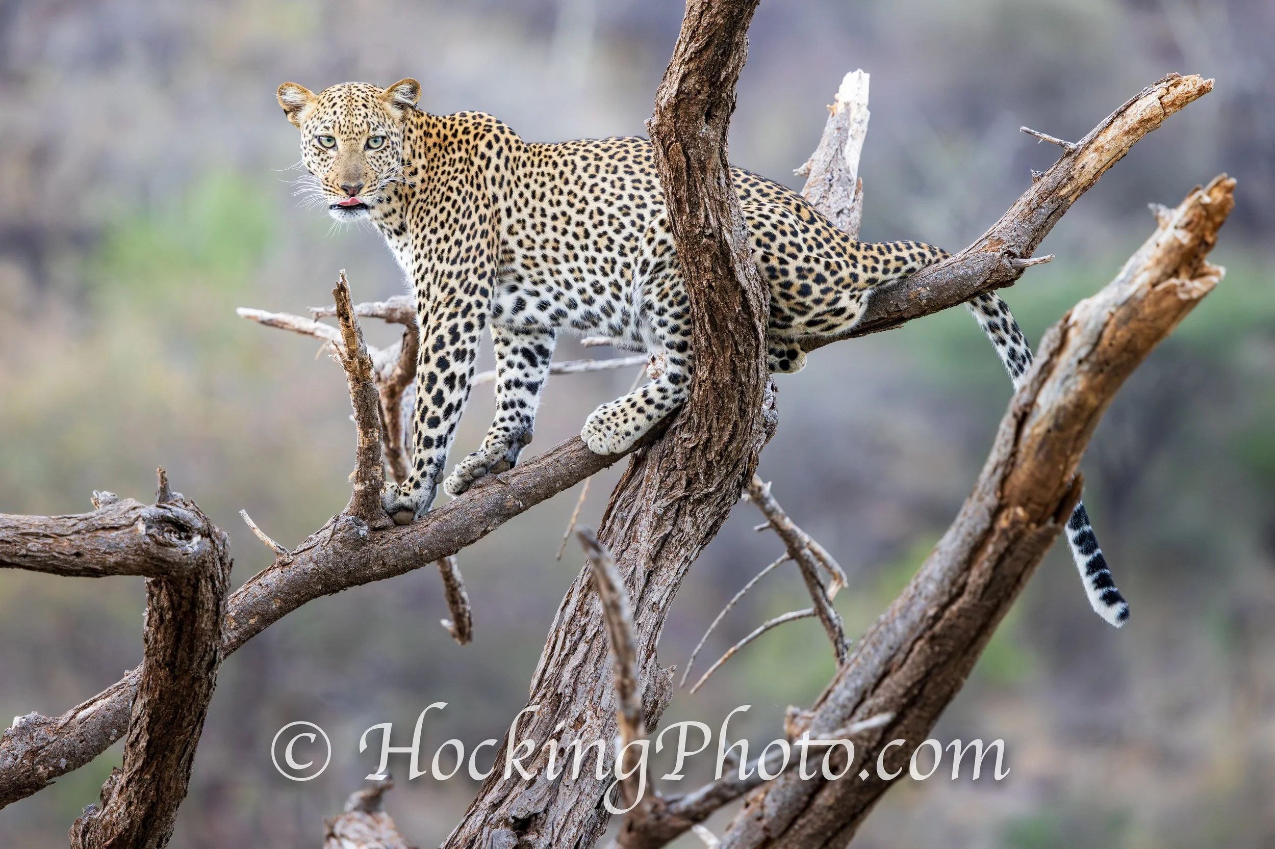 Photographers Orange County La Habra, CA, Orange County La Habra Photographers, Best Photographers Orange County La Habra, CA,
Top Photographers Orange County La Habra, CA