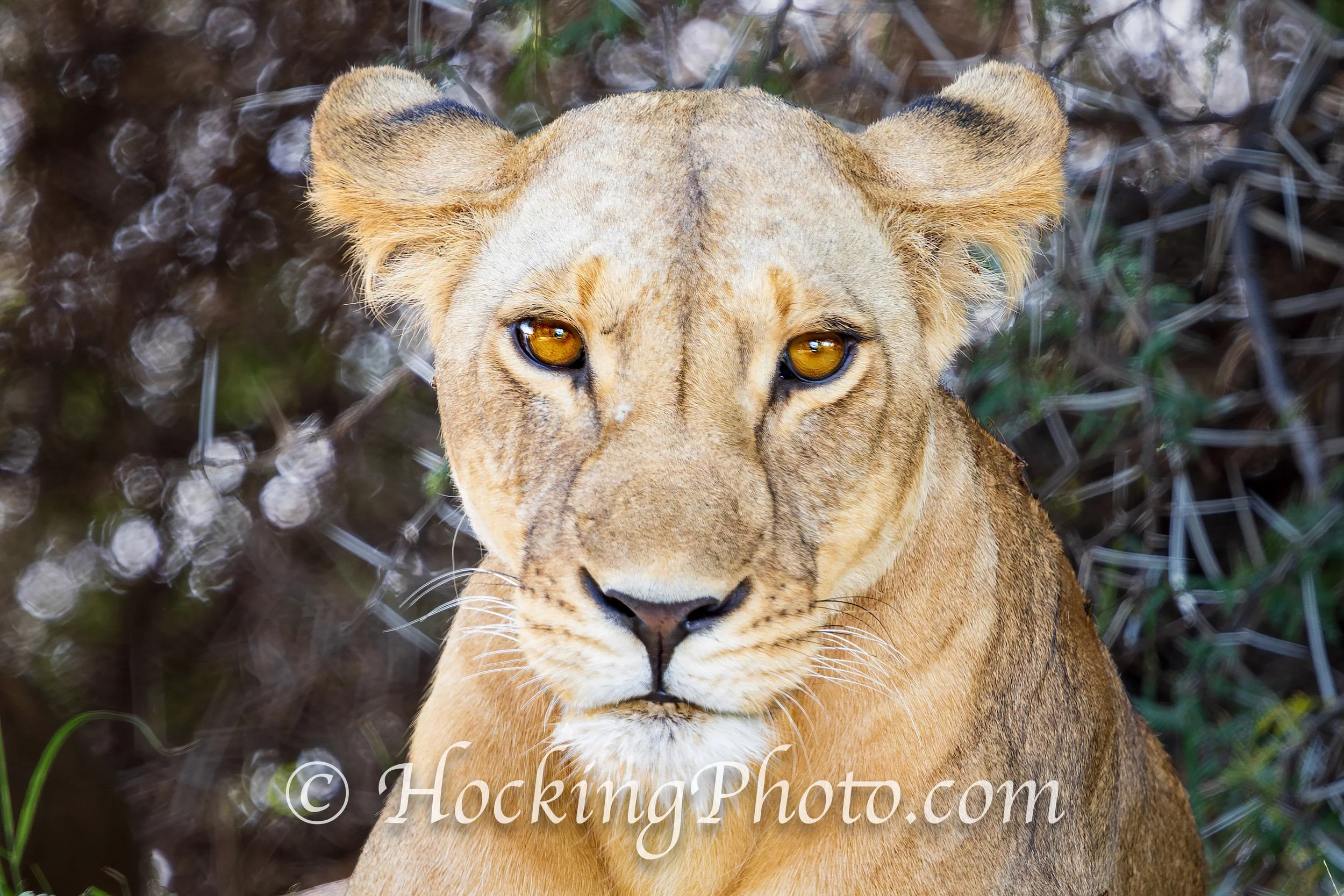 Photographers Orange County La Habra, CA, Orange County La Habra Photographers, Best Photographers Orange County La Habra, CA,
Top Photographers Orange County La Habra, CA