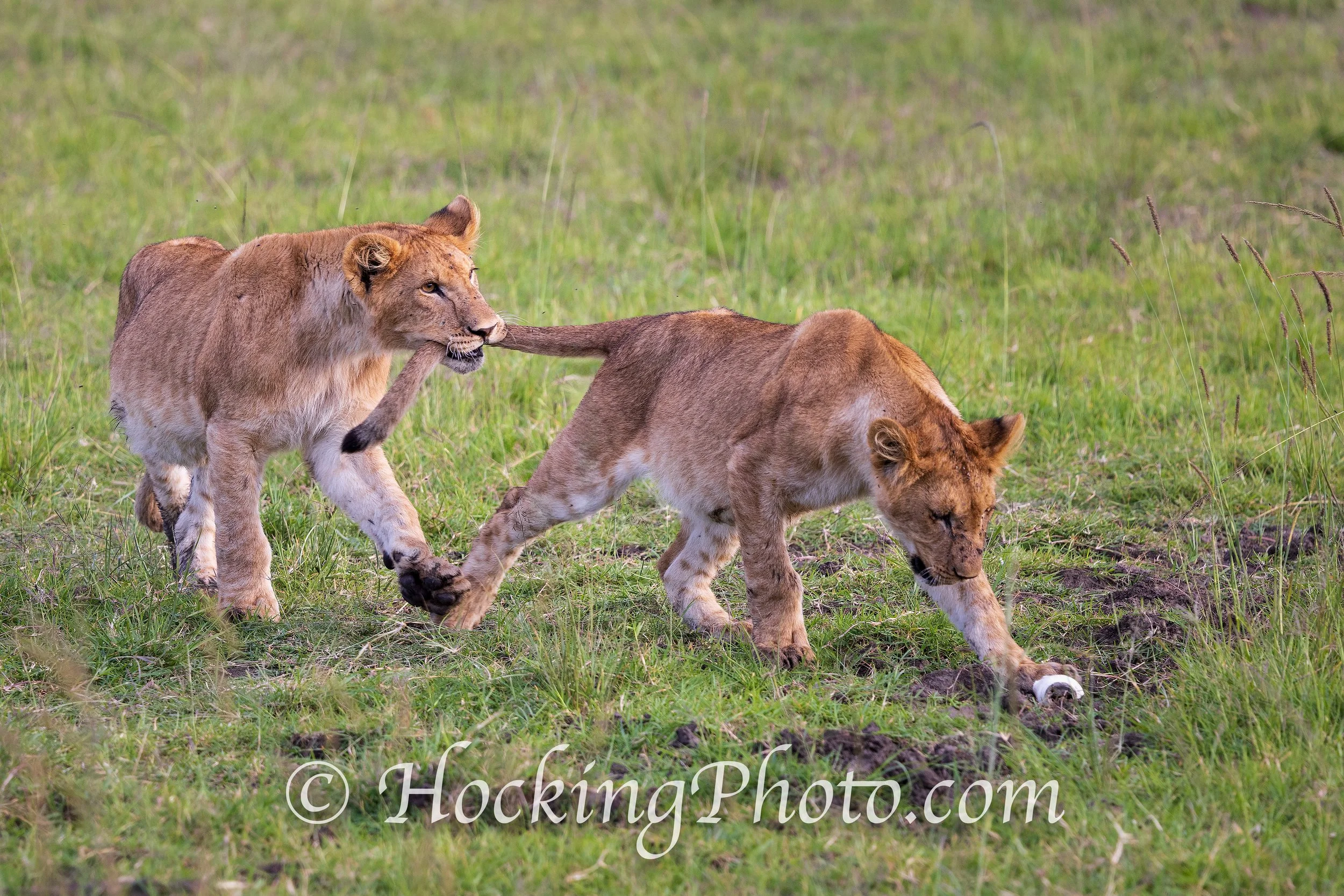 Photographers Orange County La Habra, CA, Orange County La Habra Photographers, Best Photographers Orange County La Habra, CA,
Top Photographers Orange County La Habra, CA