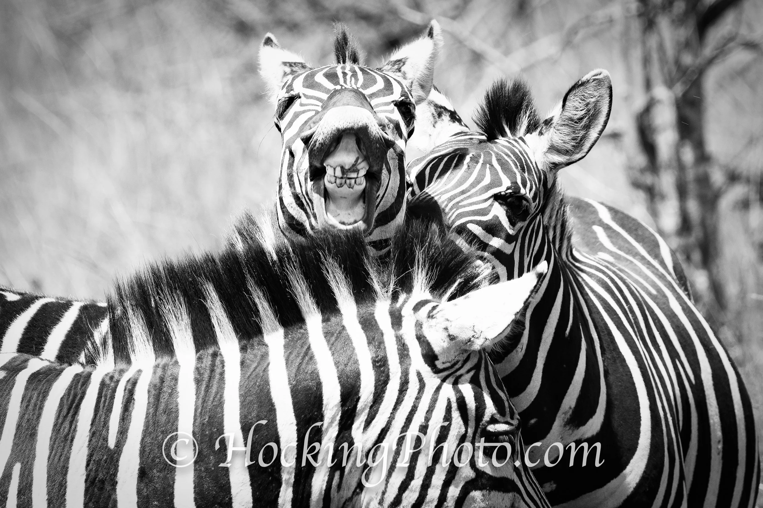 Photographers Orange County La Habra, CA, Orange County La Habra Photographers, Best Photographers Orange County La Habra, CA,
Top Photographers Orange County La Habra, CA
